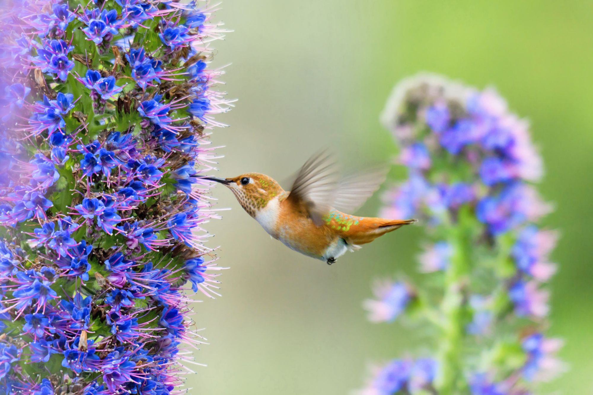 Hummingbird feeding on Pride of Madeira Flowers