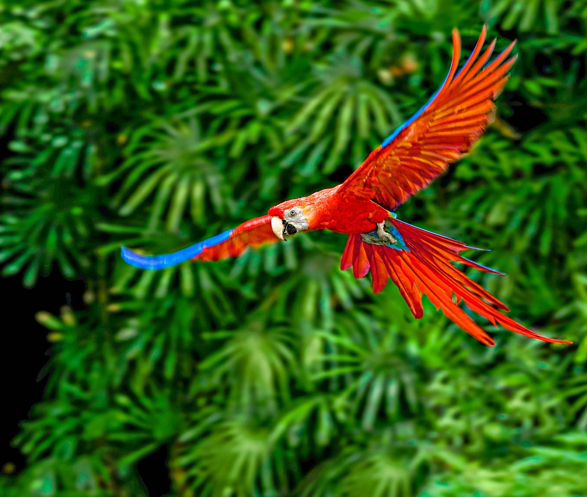 Ein fliegender Papagei