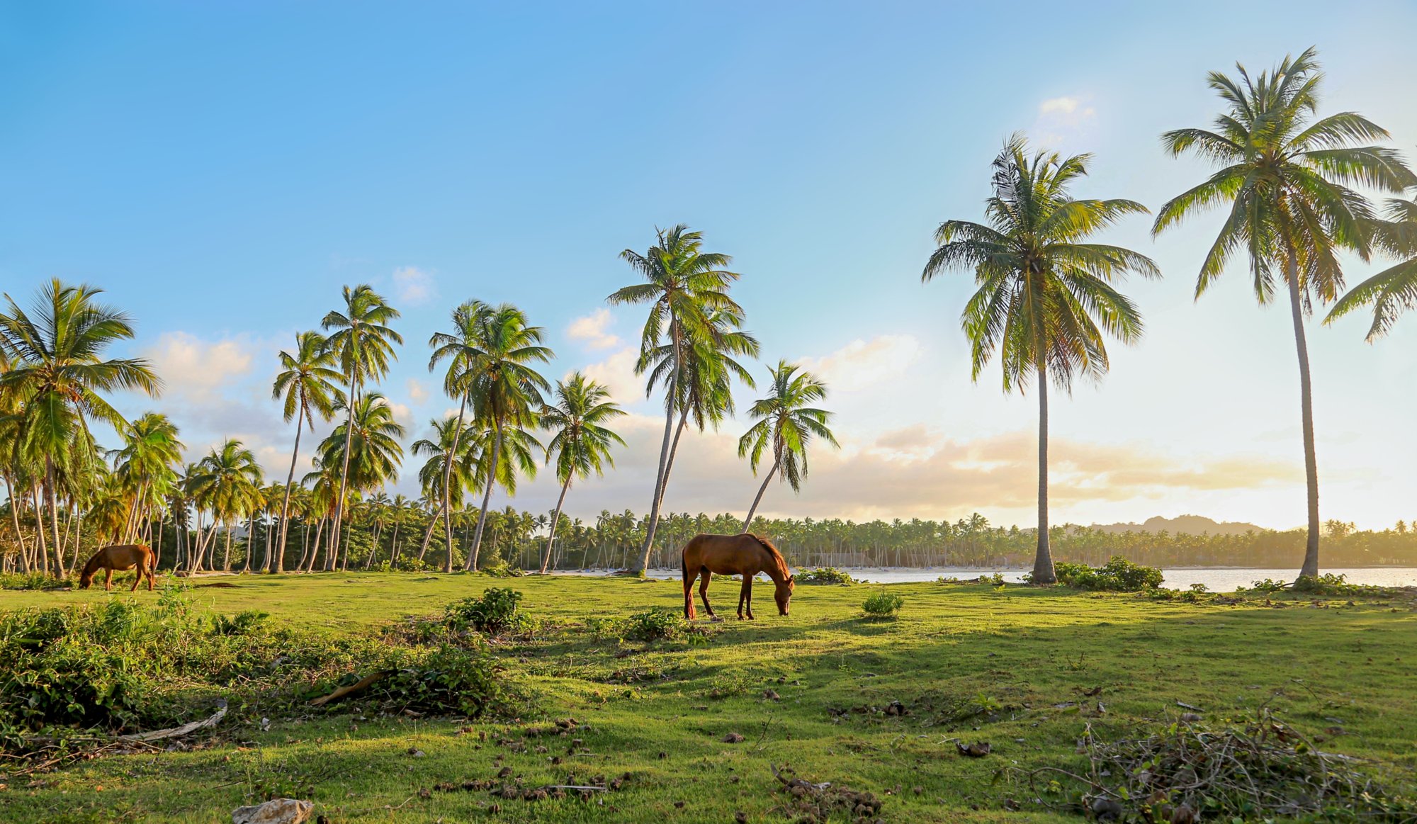 Samana in Dominican Republic ; Shutterstock ID 1087100291; Kunde (Pflichtfeld): -; Projekt (Pflichtfeld): -