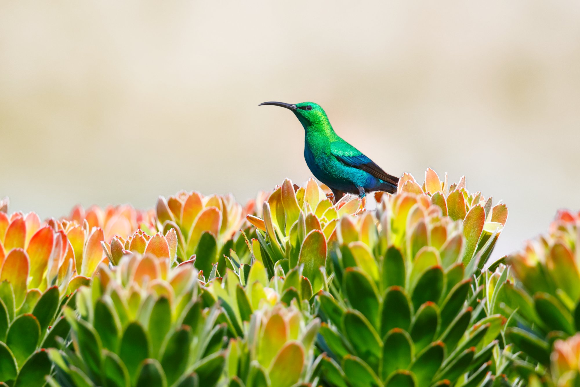 Vogel im Kirstenbosch Nationalpark