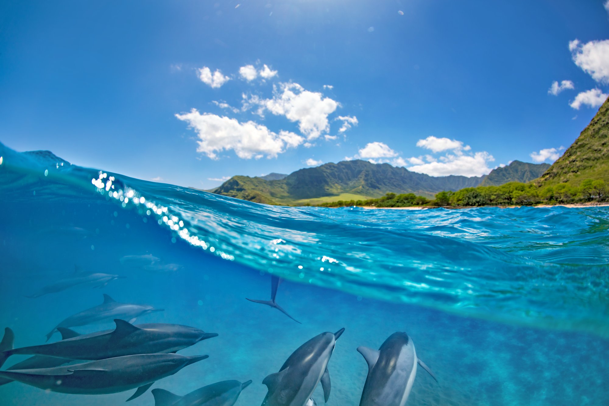 Pod of dolphins traveling along shoreline in blue ocean water. Split half-water seascape with green mountains on background; Shutterstock ID 609363089; Kunde (Pflichtfeld): -; Projekt (Pflichtfeld): -