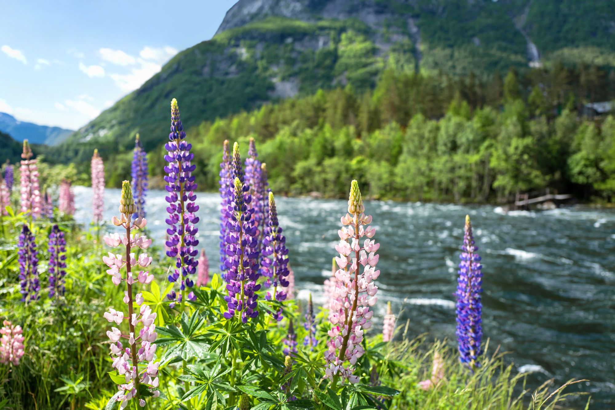 Blühende Blumen vor einem Fjord