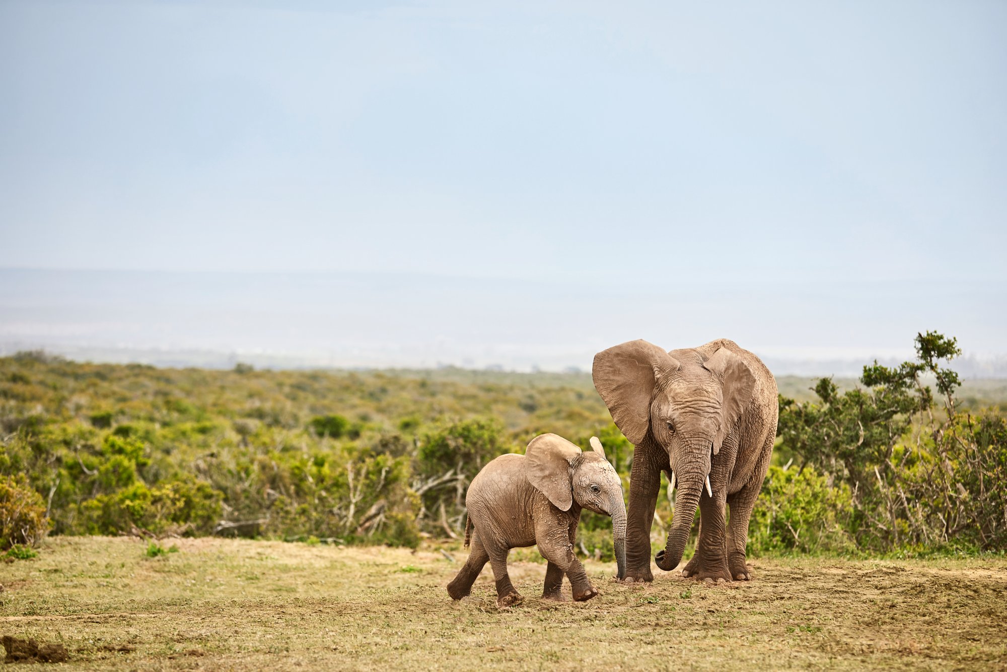 South Africa, Eastern, Cape, Addo Elephant National Park, african elephants, Loxodonta Africana