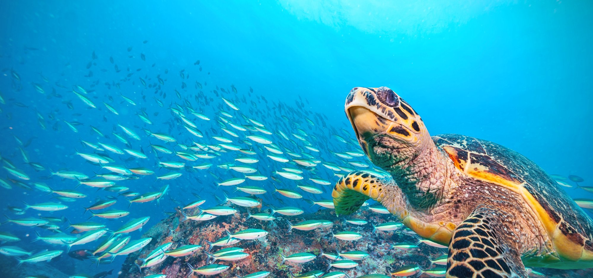 Hawksbill Sea Turtle flowing in Indian ocean, flock of fish on background