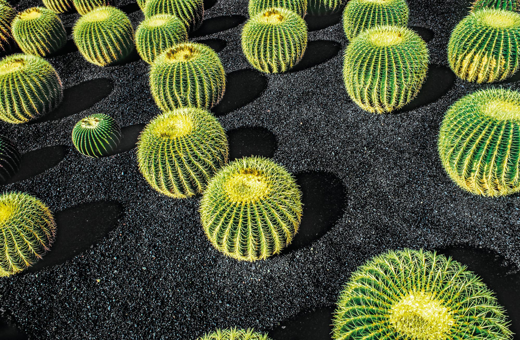 Haufen von Echinocactus Grusonii, Kaktus, die typisch für die Länder der südlichen Hemisphäre