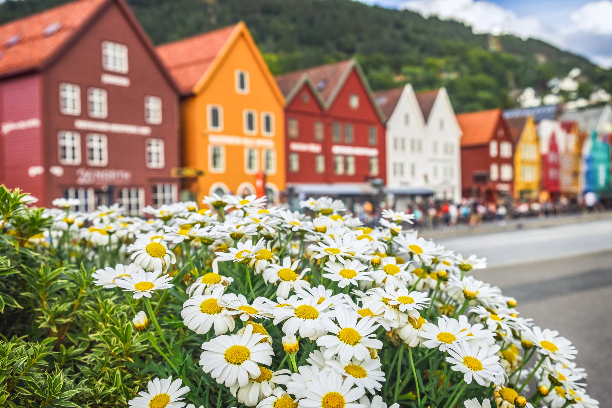 Kamillenbusch vor bunter Häuserreihe in Bergen
