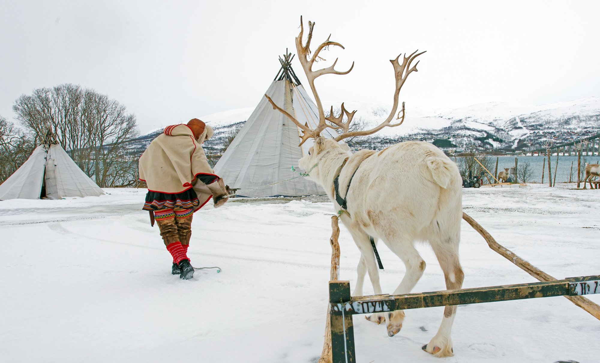 Ein Same in traditioneller Kleidung geht in Richtung eines Zekts und ein Rentier zieht einen Schlitten