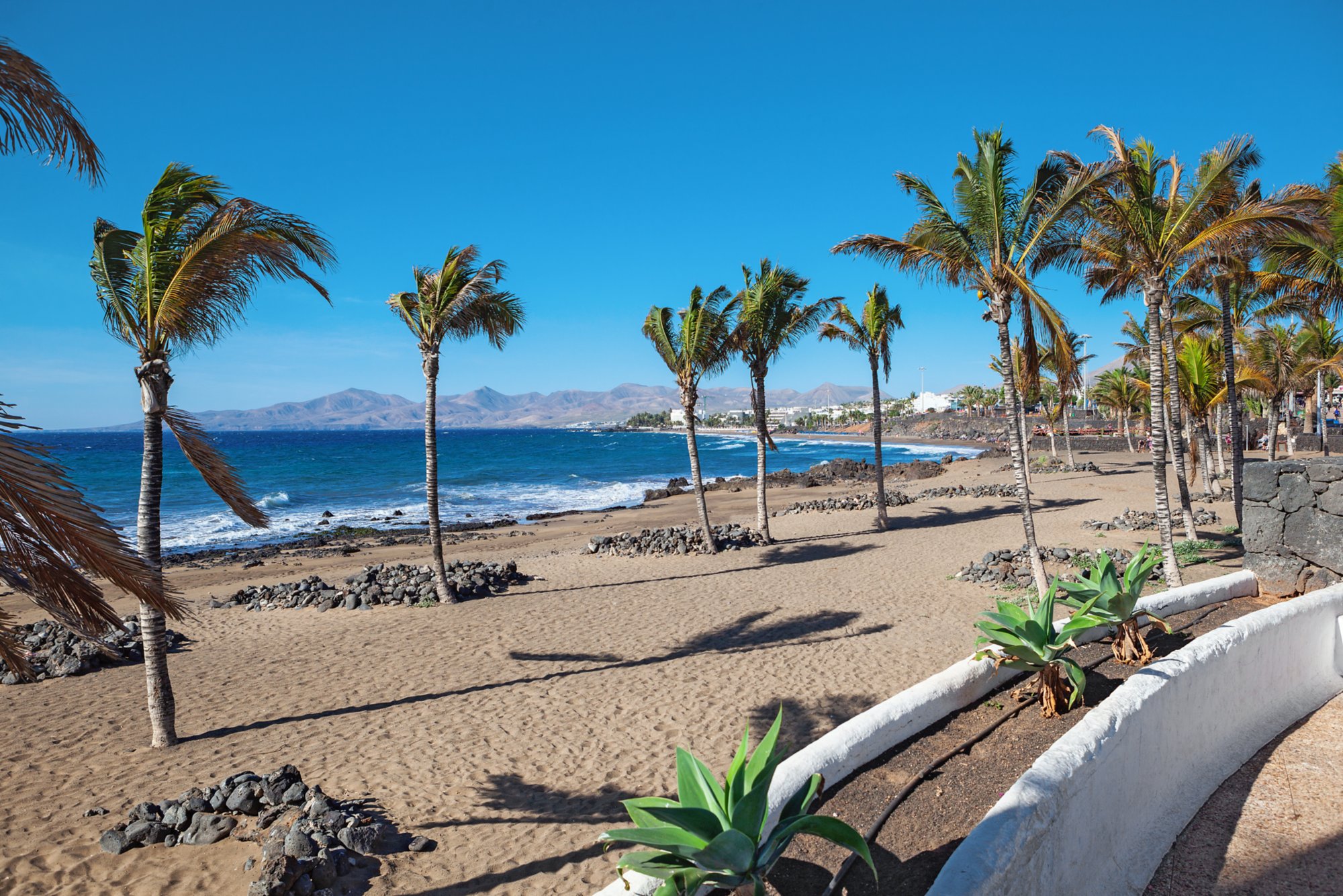 Strand mit Palme - Puerto des Carmen auf Lanzarote