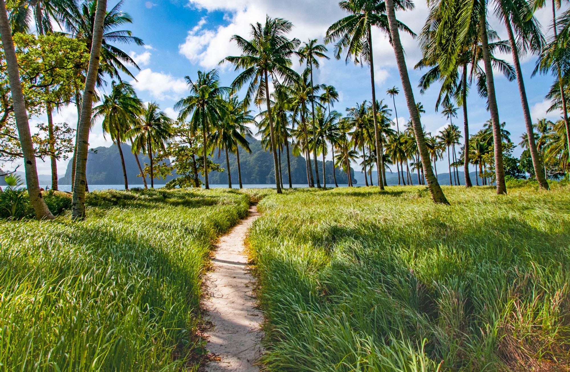 Küstenlandschaft mit Palmen und Blick aufs Meer auf Palawan