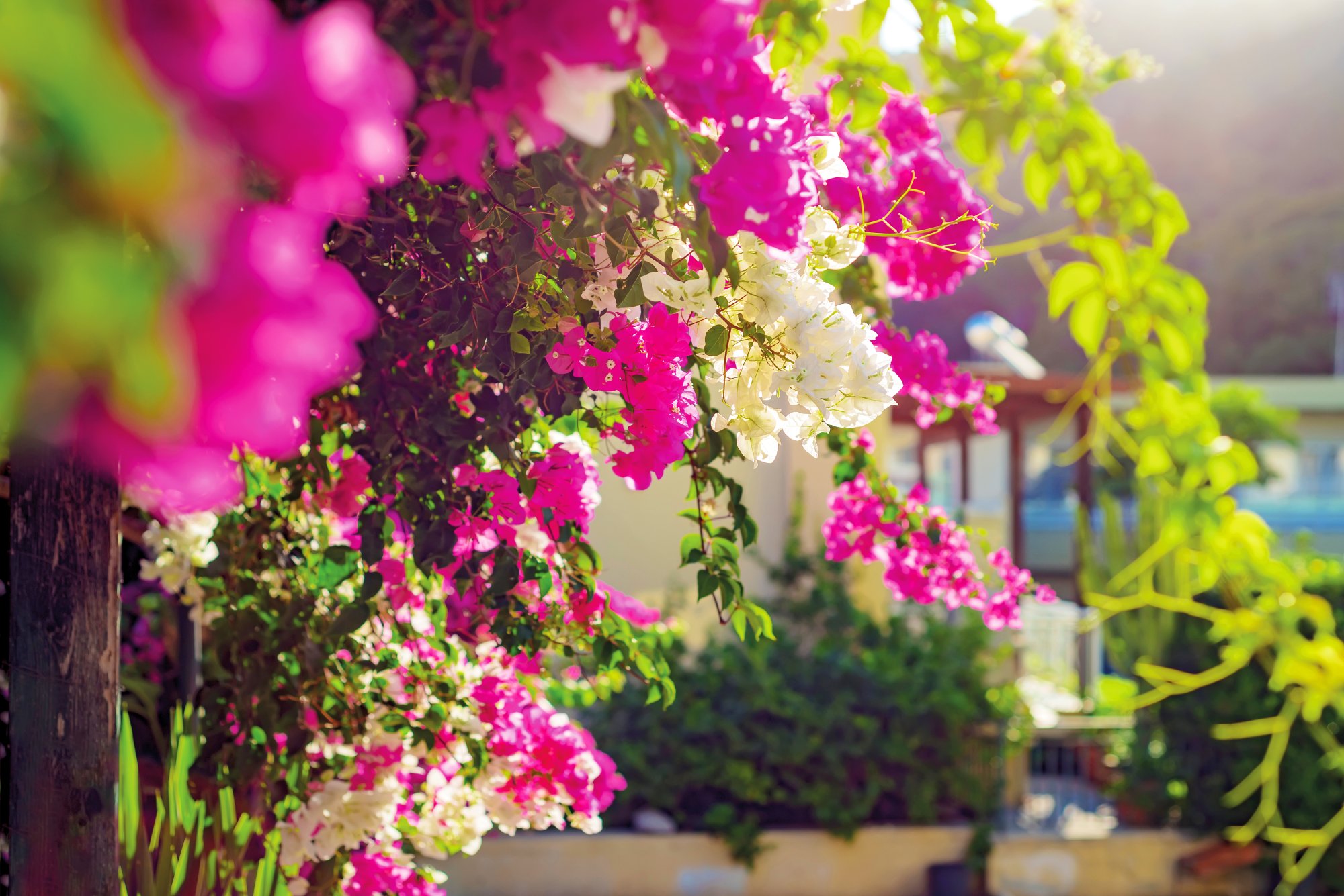 Bougainvillea bushes with pink and white blooming flowers against a blurred background.