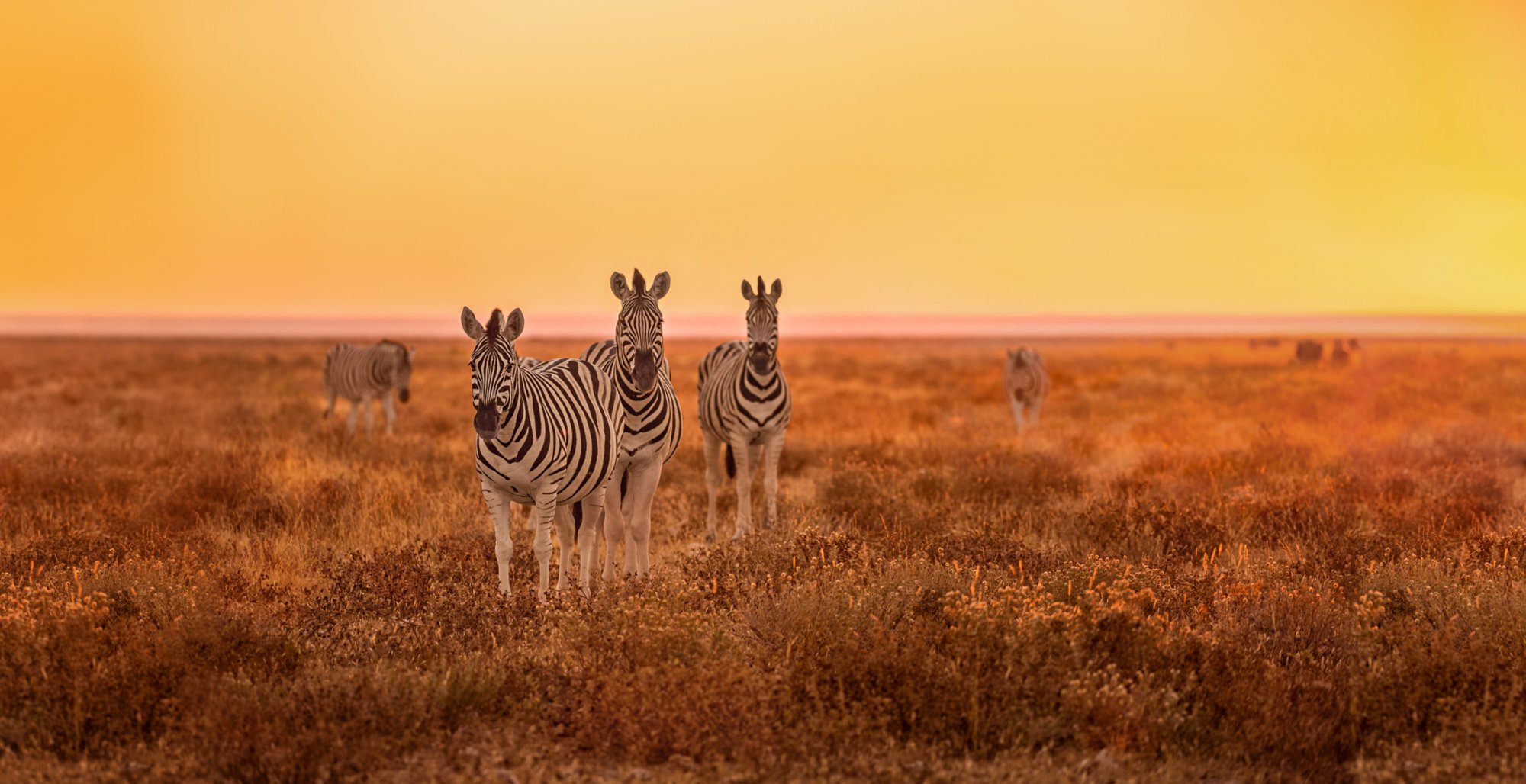 Drei Giraffen stehen in der Savanne.