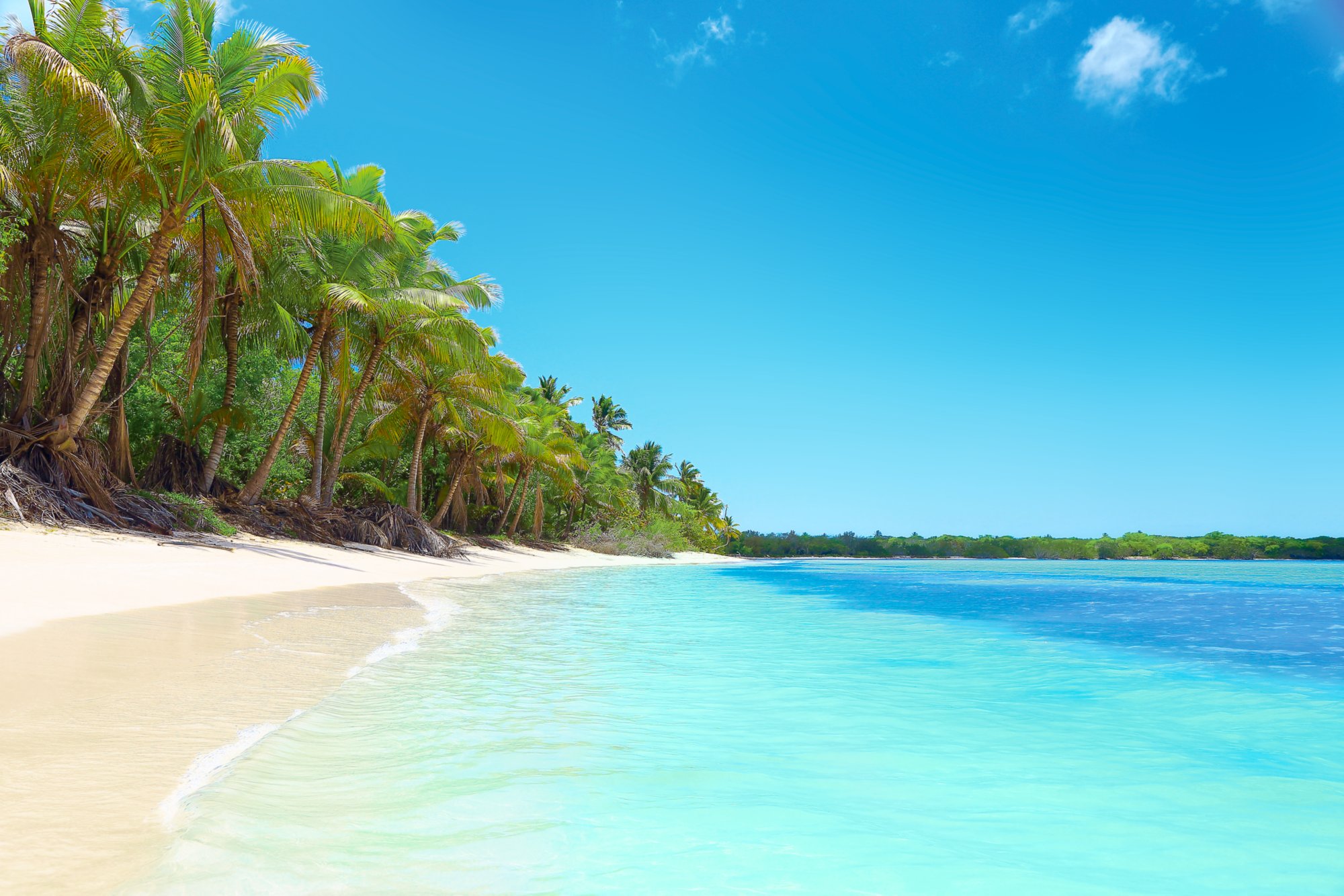 Paradise: tropical Idyllic Sandy beach, Palm trees. Saona Island, Dominican Republic