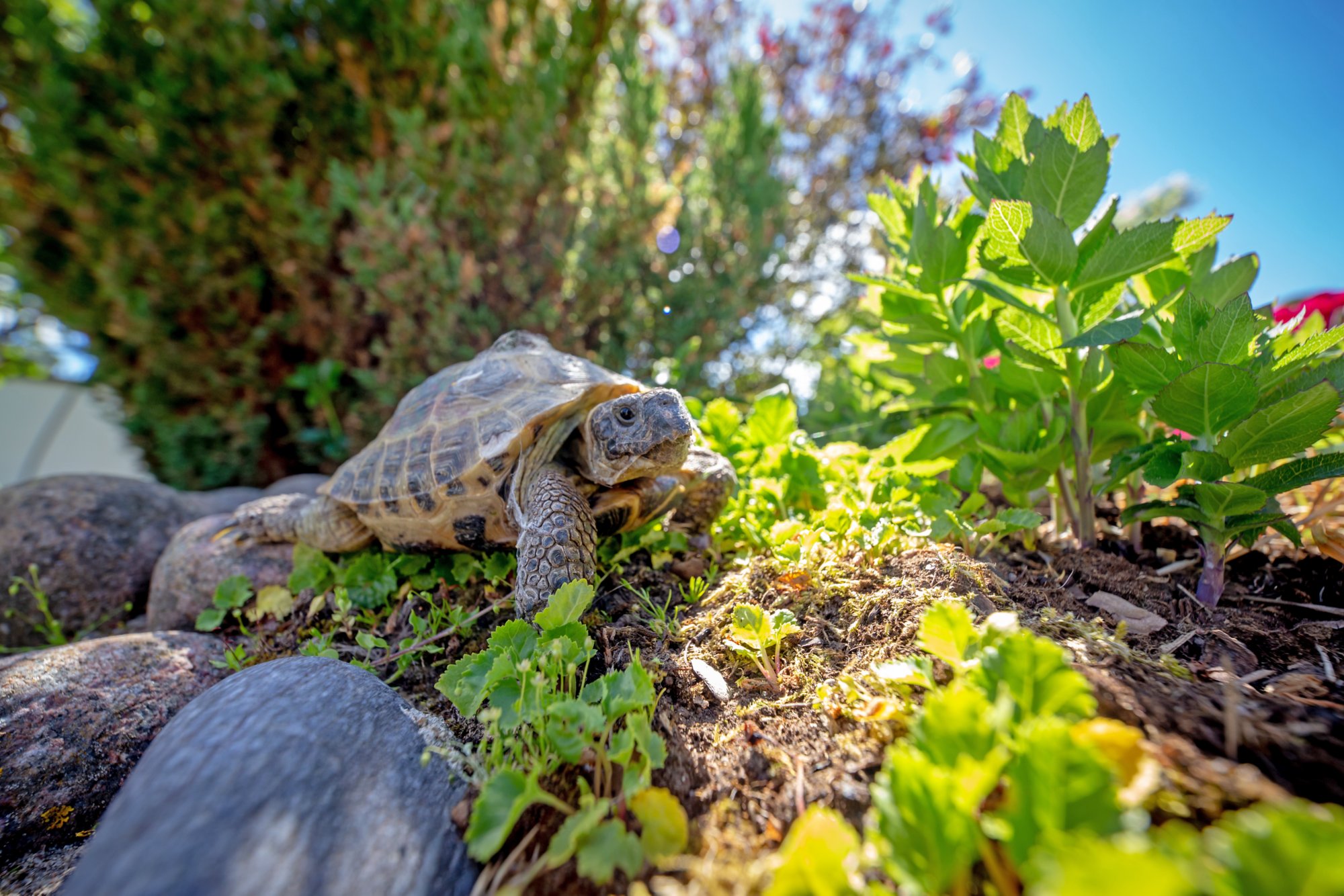 Schildkrötenpark Korsika: Schildkröten in A Cupulatta hautnah.