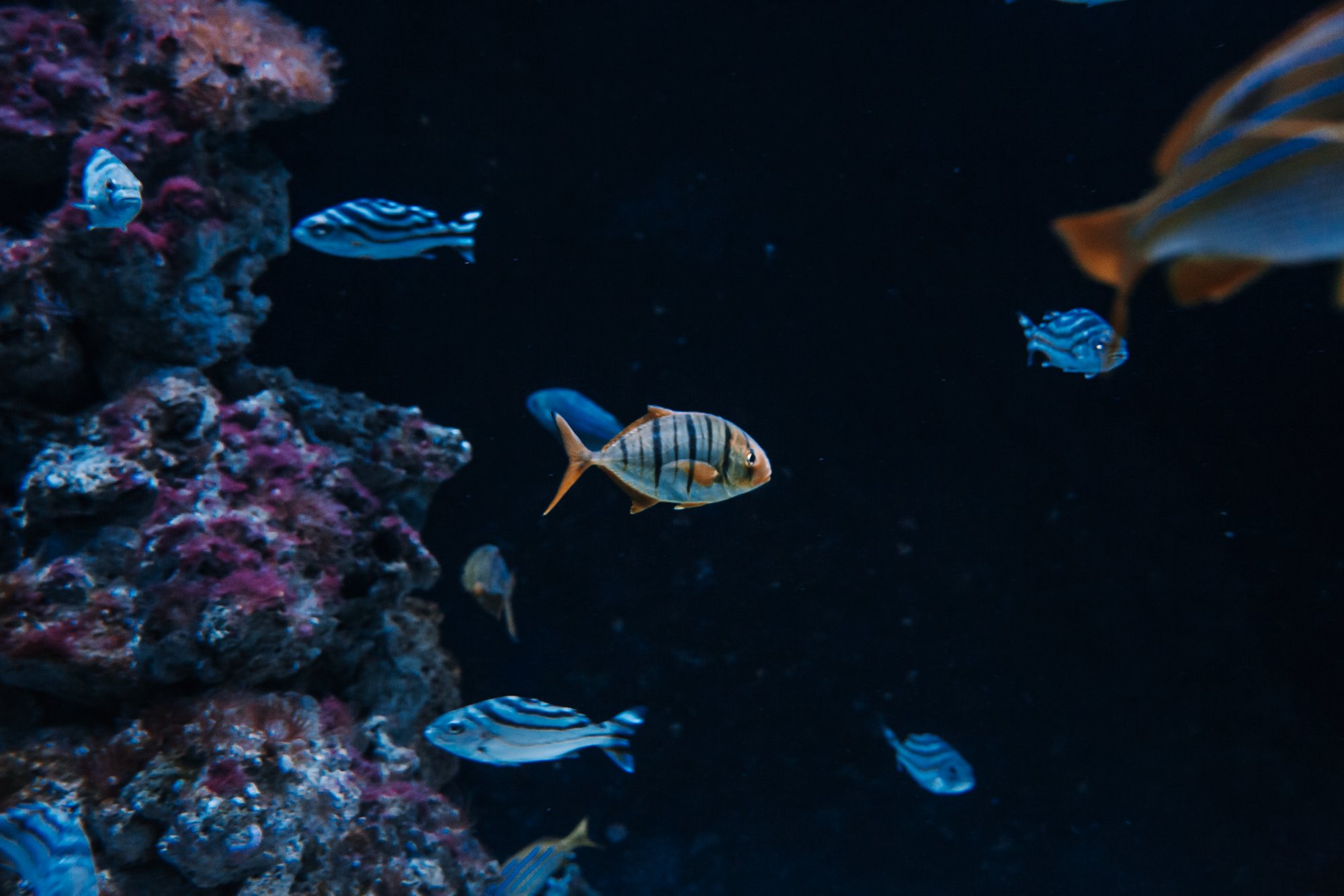 Aquarium Havets Hus