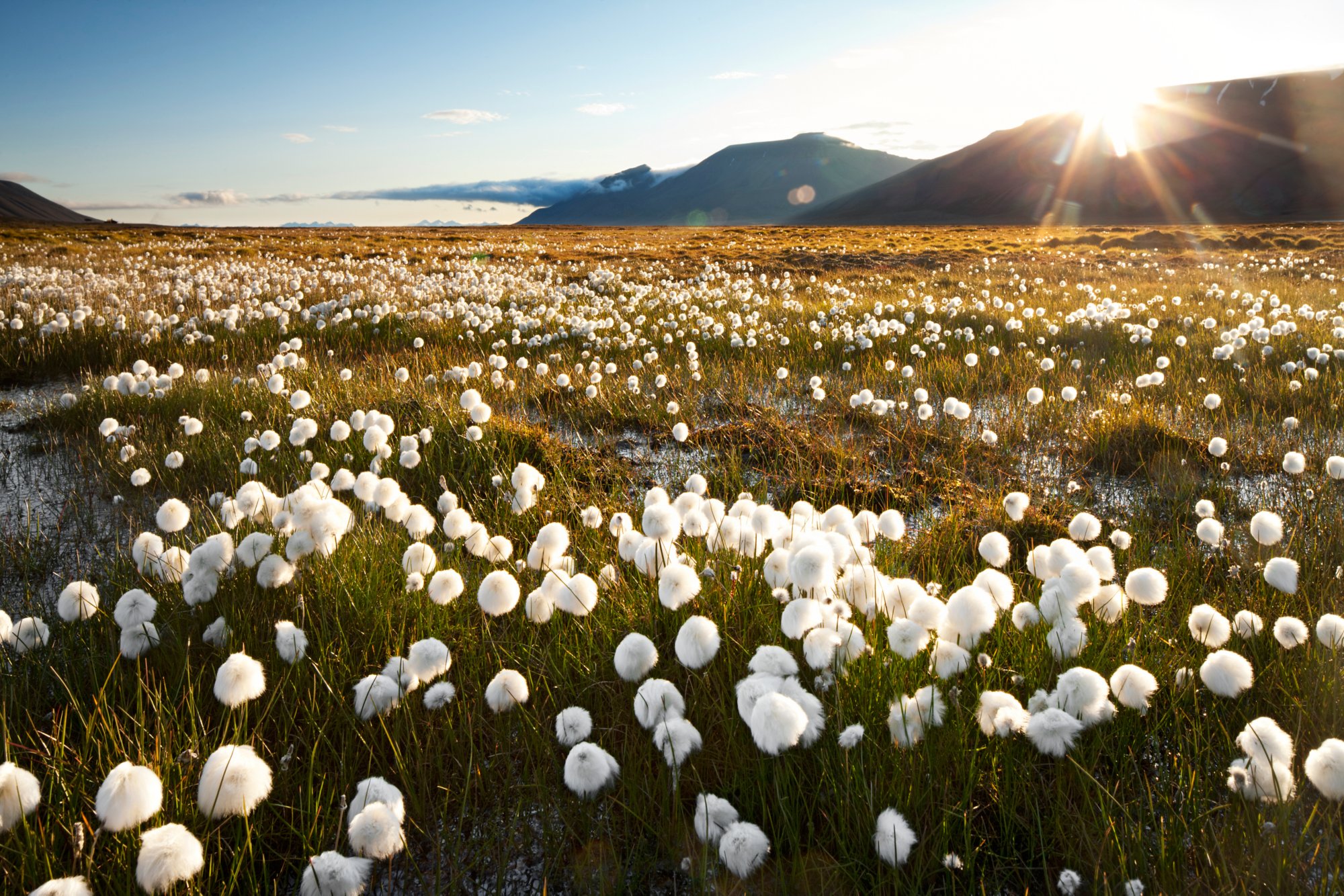 Norway, Svalbard, Midnight sun lights meadow of white Cottongrass (Eriophorum Scheuczeri) in mountain valley north of Longyearbyen. Photograph by Paul Souders.