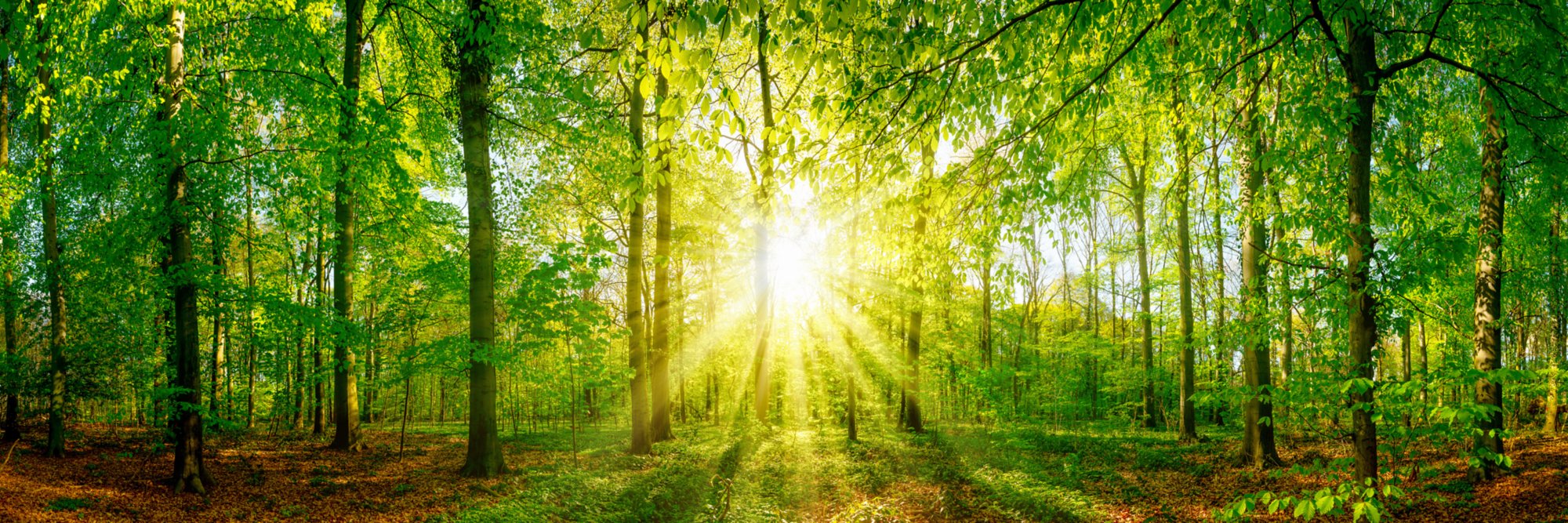 Lichtung im Wald bei Sonnenuntergang