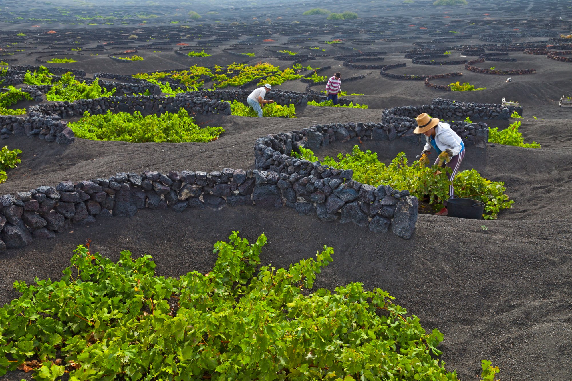 Viñedo de uva malvasia. La Geria. Isla Lanzarote. Provincia Las Palmas. Islas Canarias. España