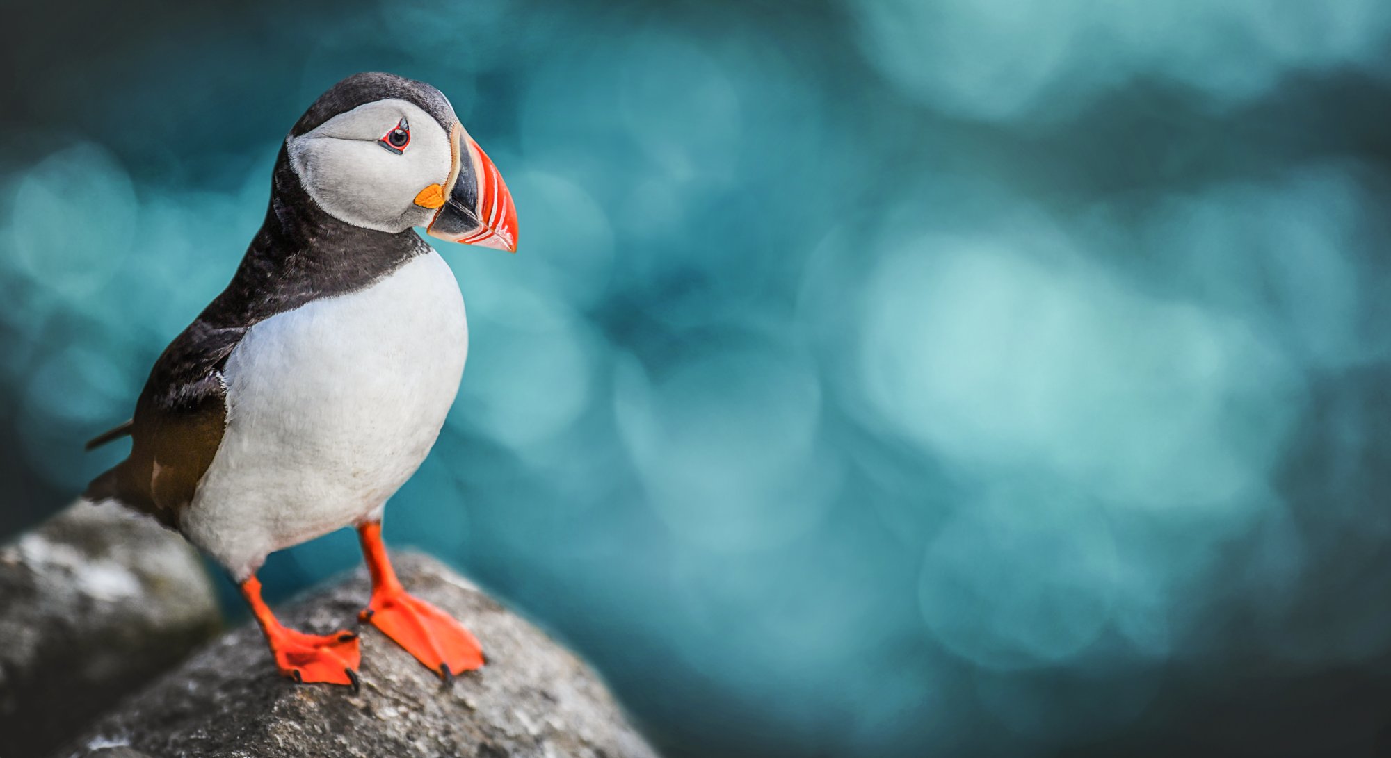 Der größte Vogelfelsen