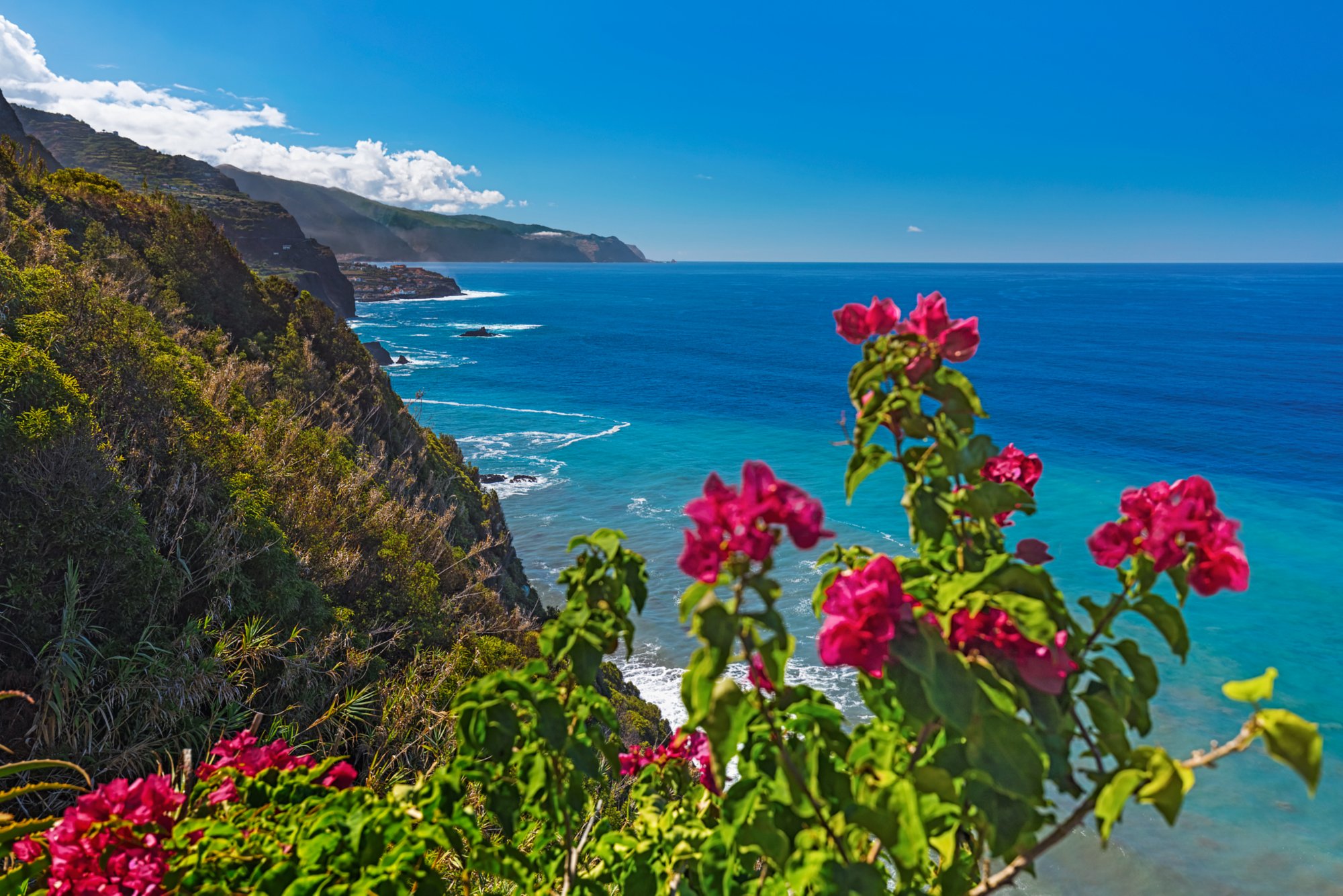 Flowers on coast in Boaventura - Madeira Portugal - travel background