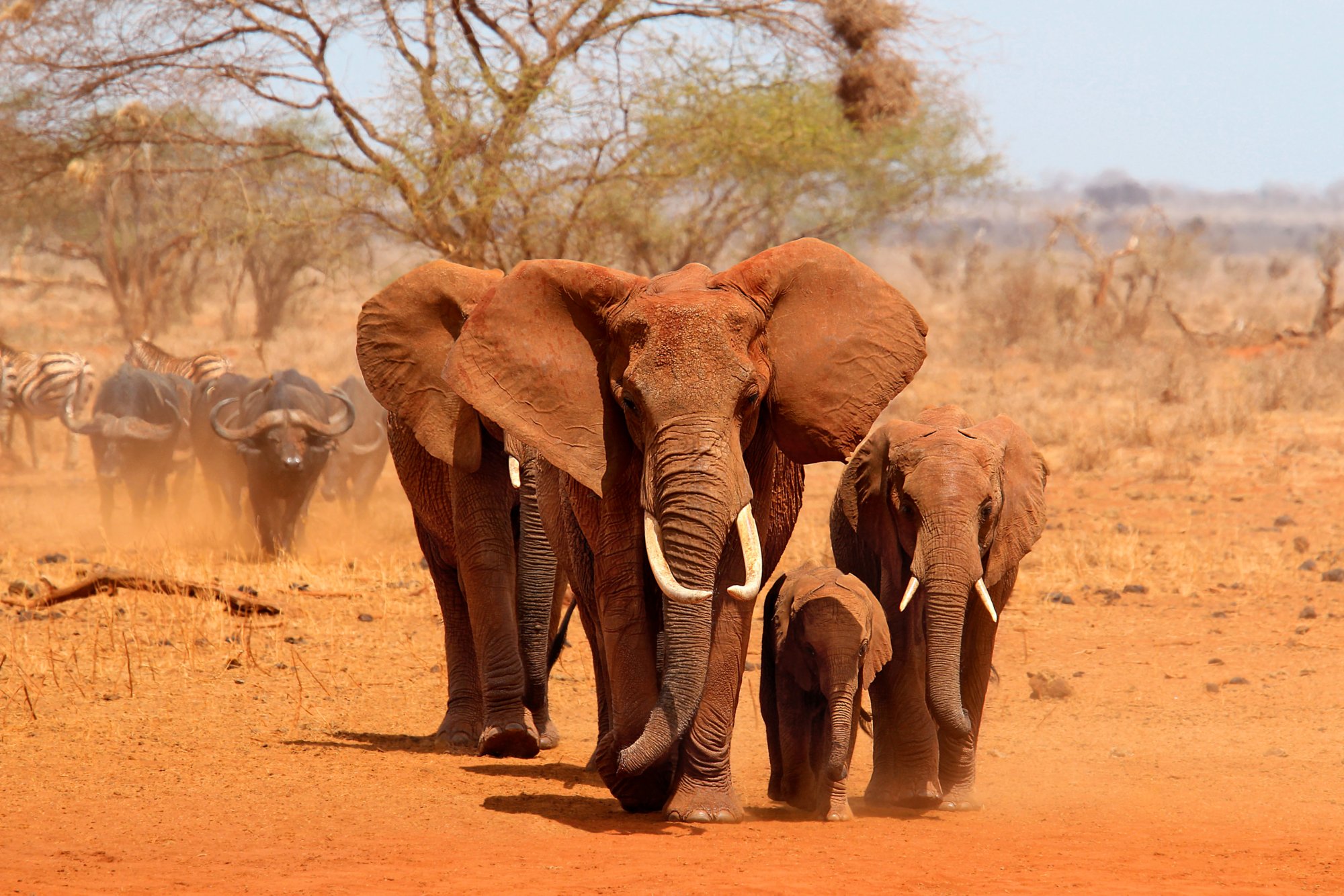 BW3WR3 Group of elephants walking