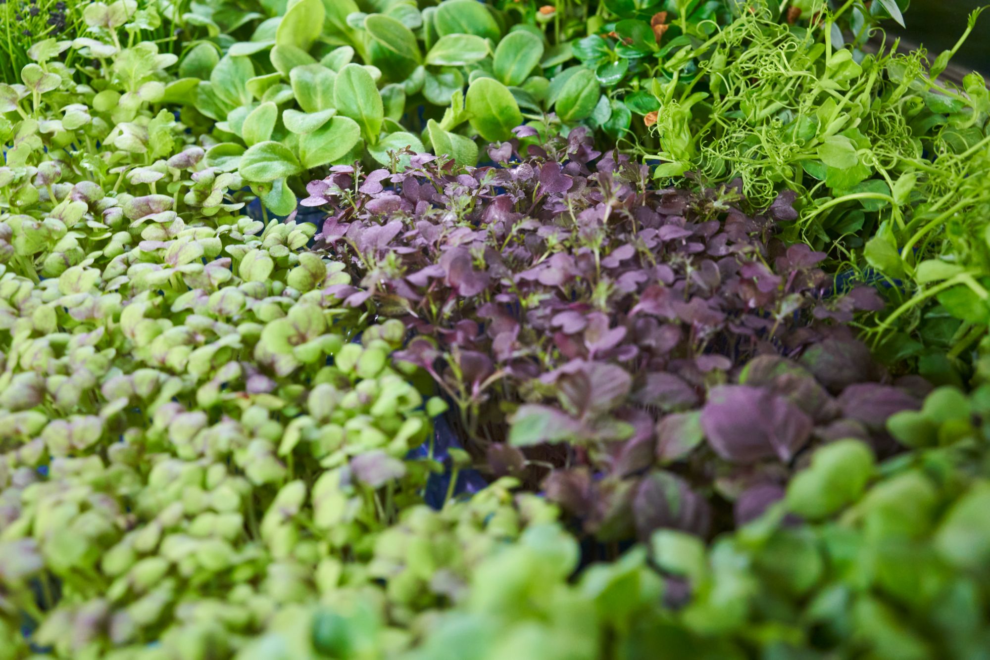 AC_052087.tif