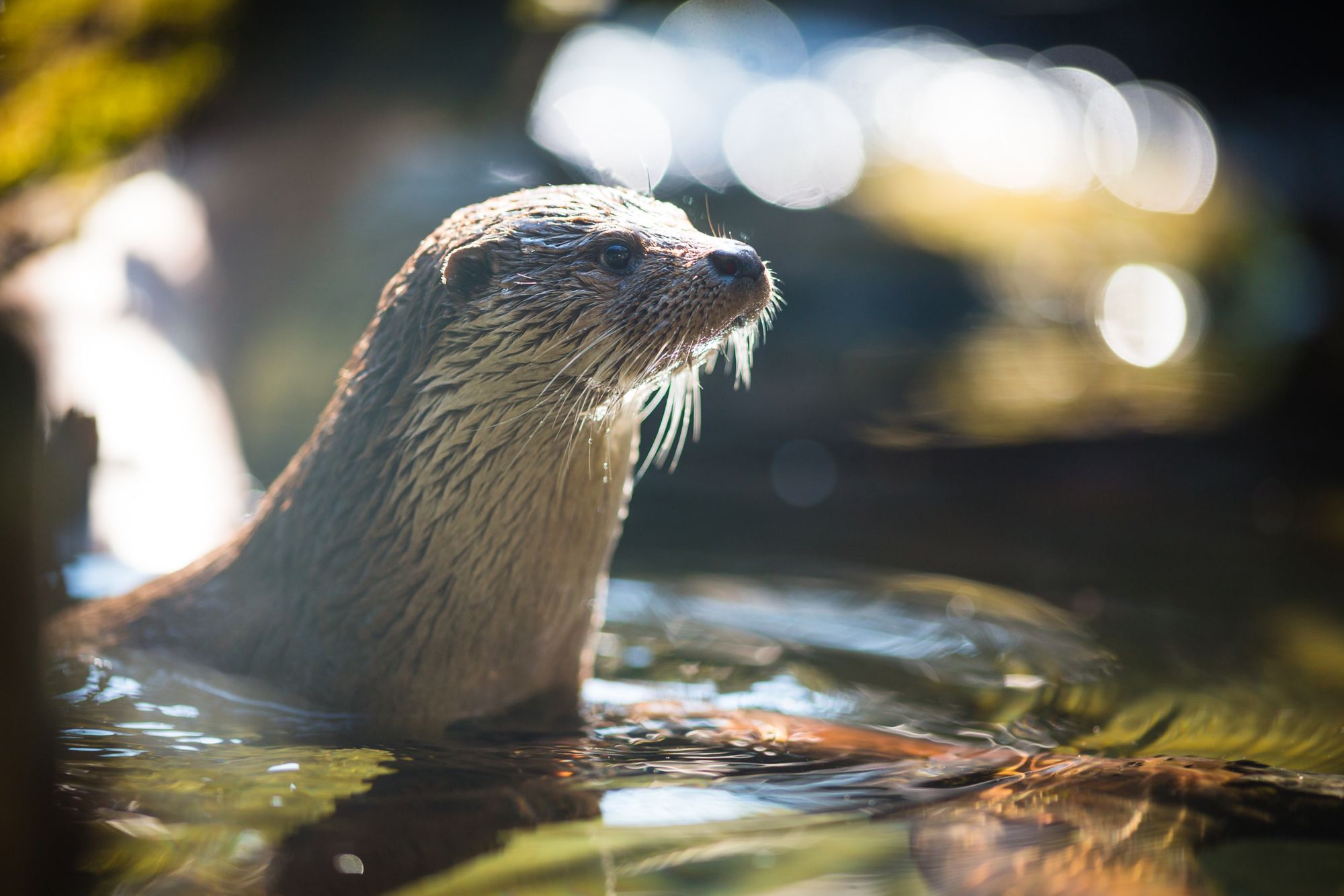 Otter