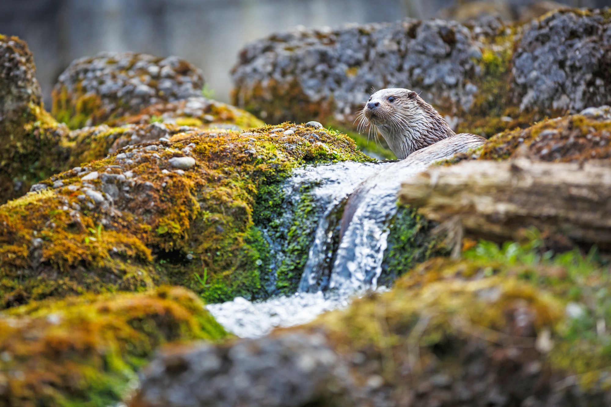 Otter in herbstlicher Landschaft am Wasserfall 