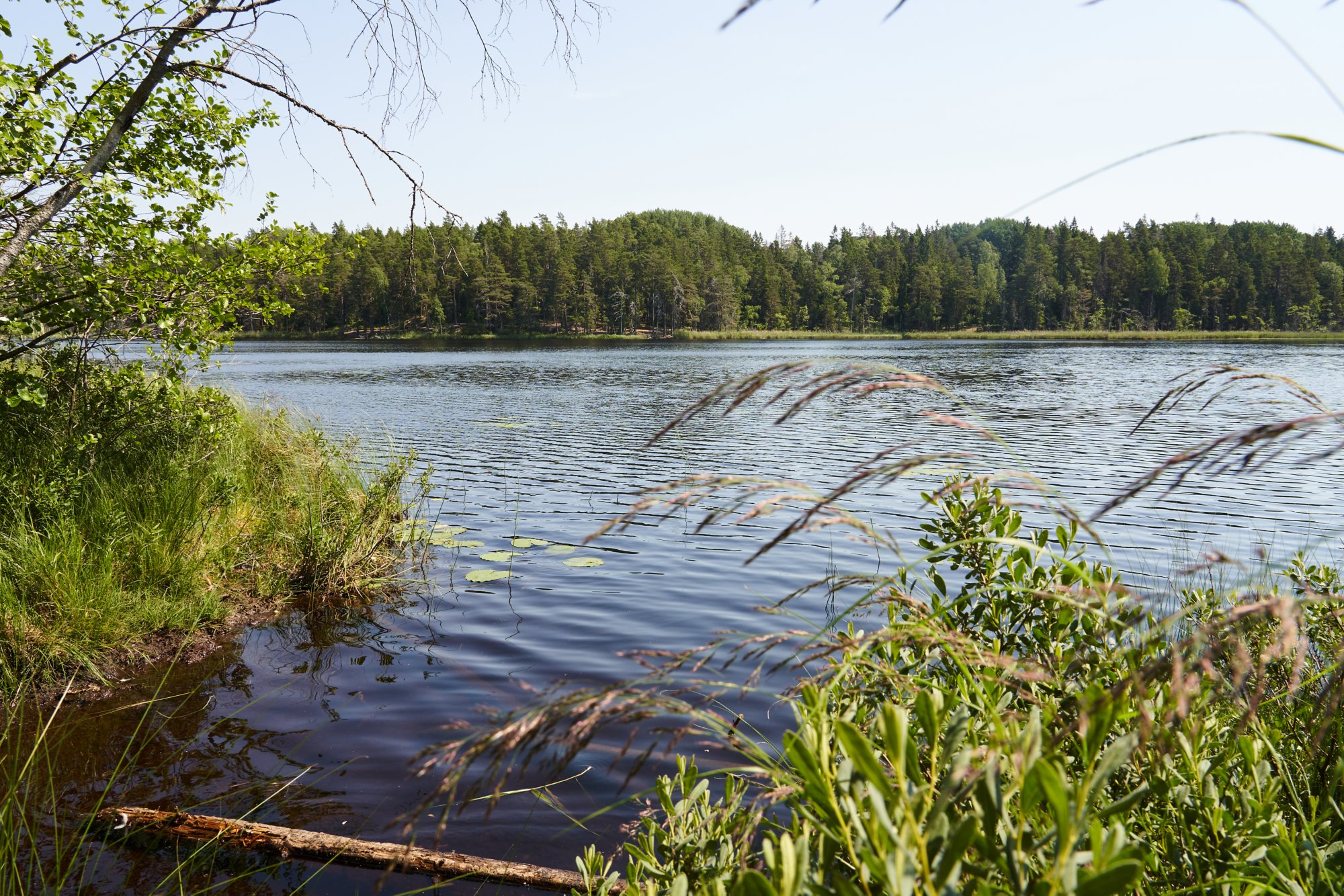 Faszinierender nordischer Urwald: Ausflug von Stockholm zum Tyresta Nationalpark