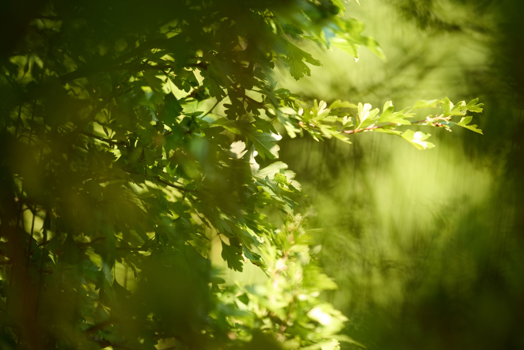 Wald