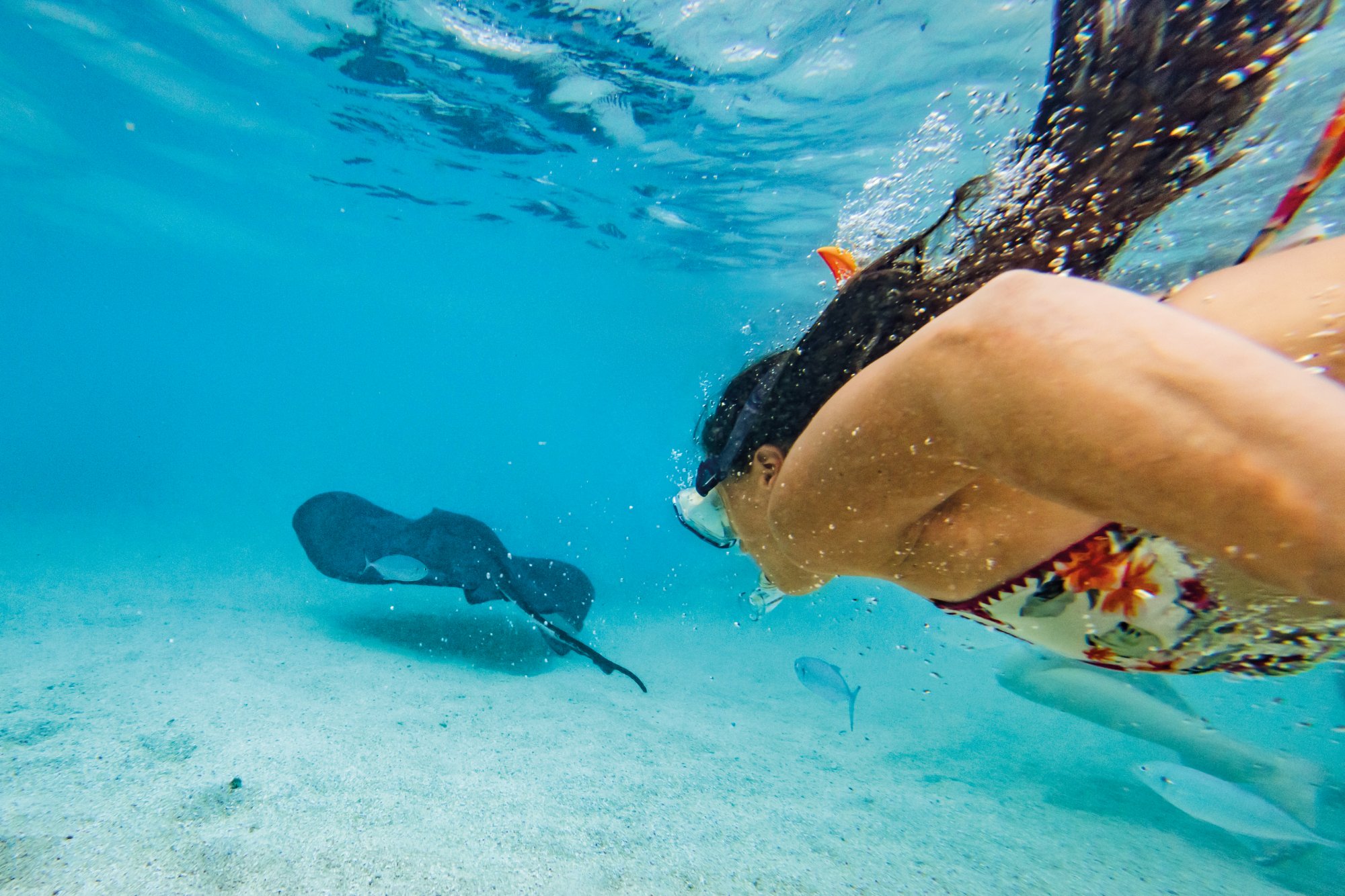 ANT09C Begegnung mit Rochen, Schnorcheln mit Rochen, St. John’s, Antigua, AIDA, AIDAluna, Karibik, Kreuzschifffahrt

Fotograf: Thomas Roetting
