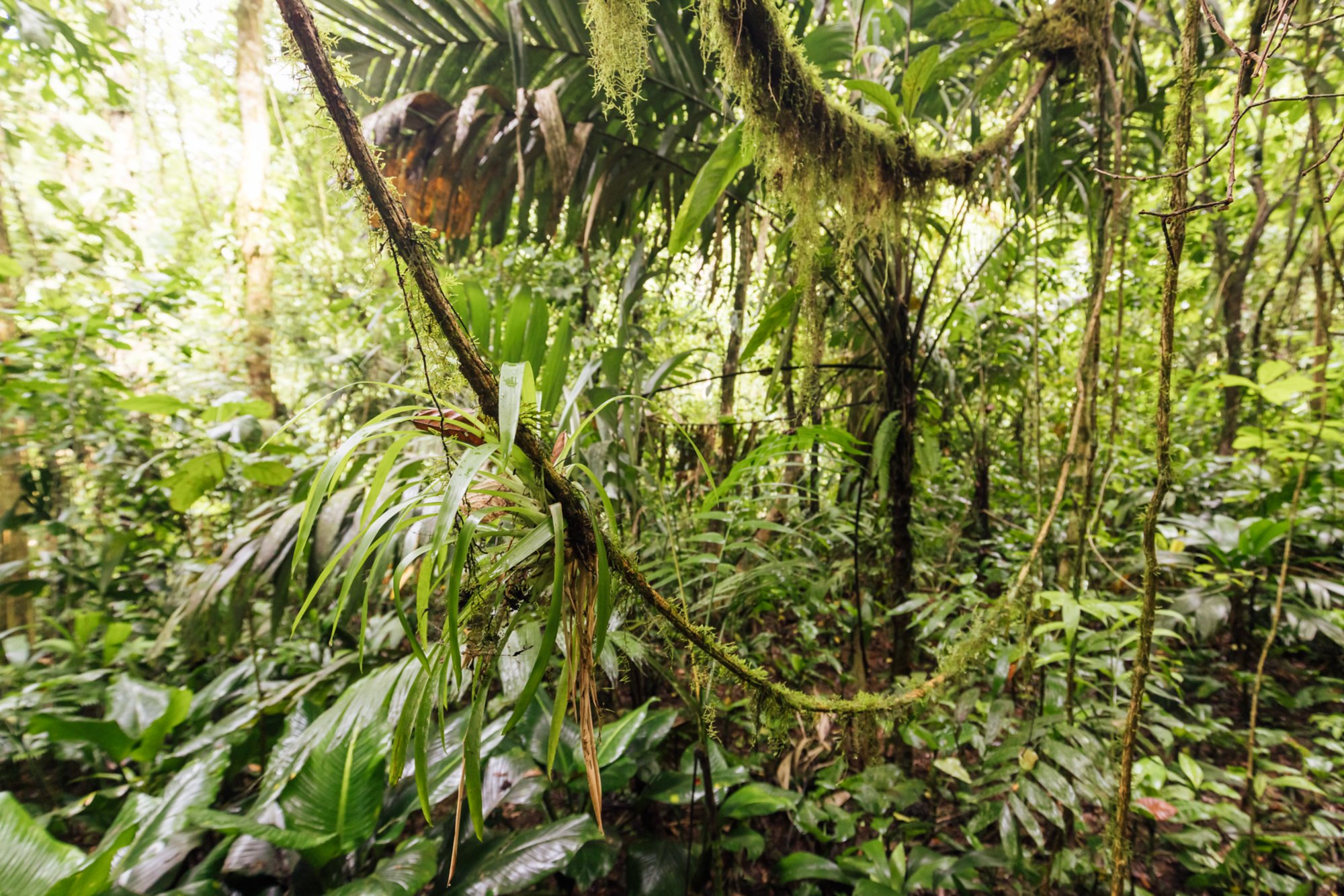 Tortuguero Nationalpark