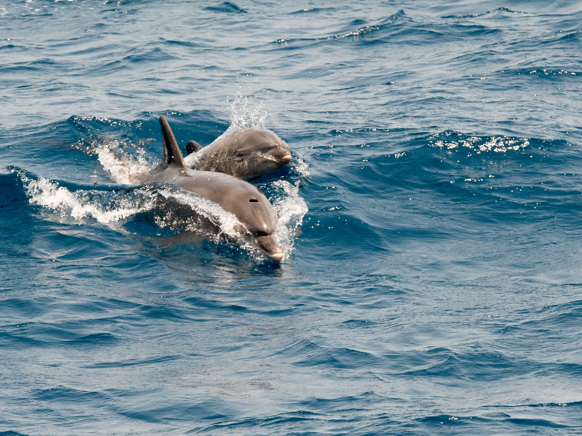 In der Adria mit Delfinen tauchen