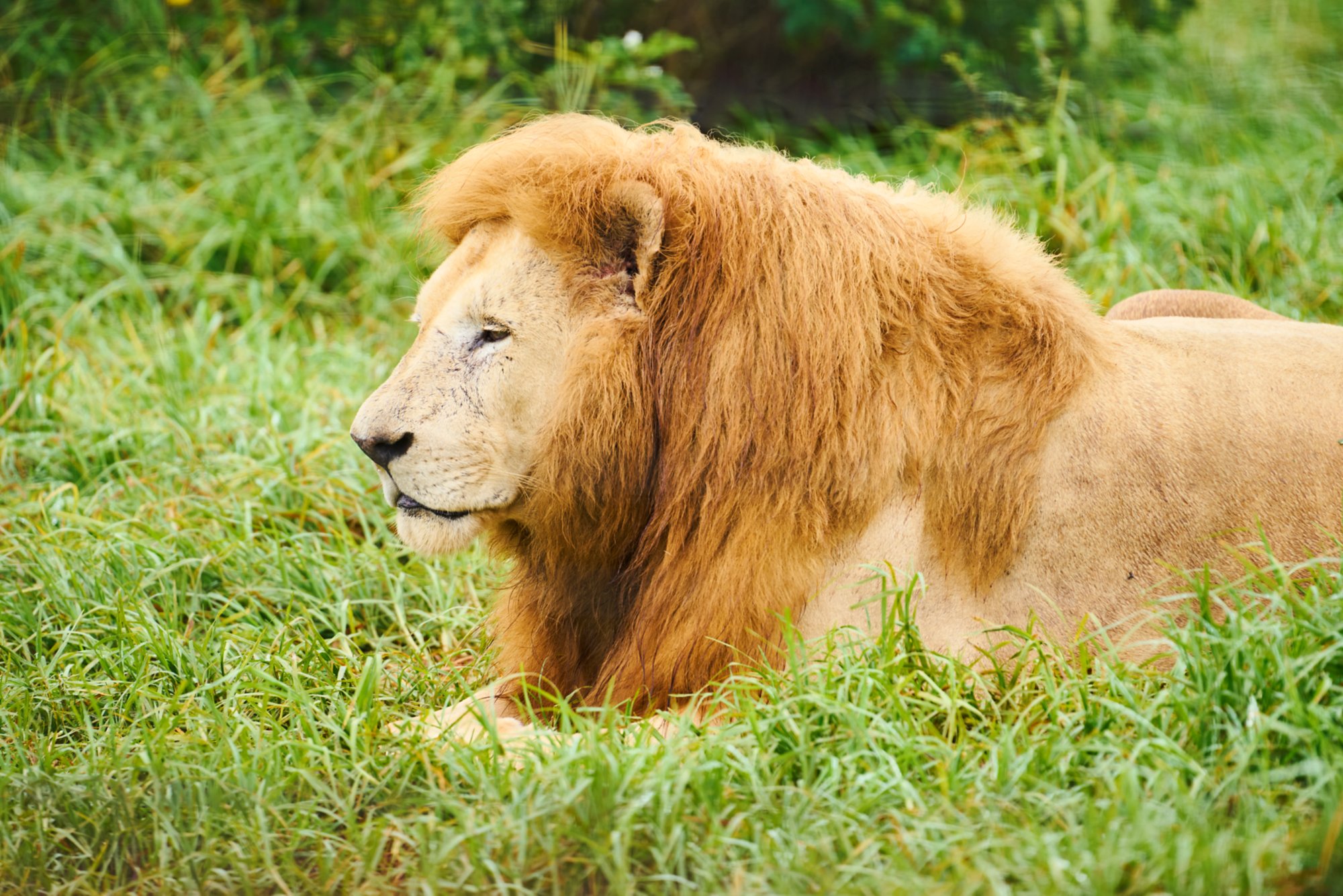 Löwe