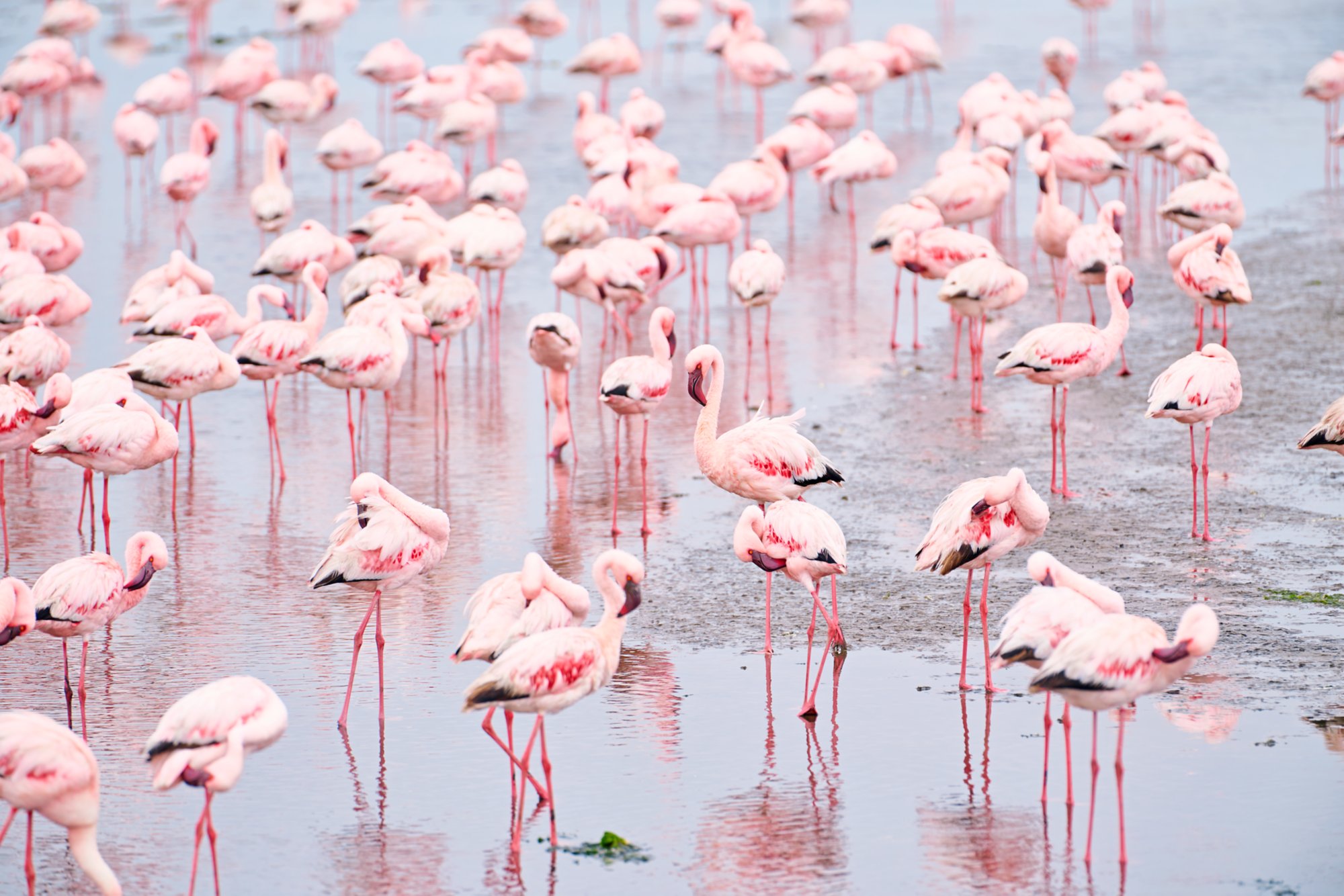 Flamingo