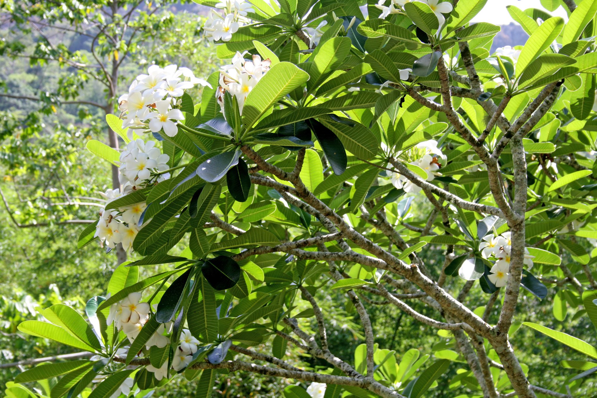 Ausflüge auf Viti Levu 