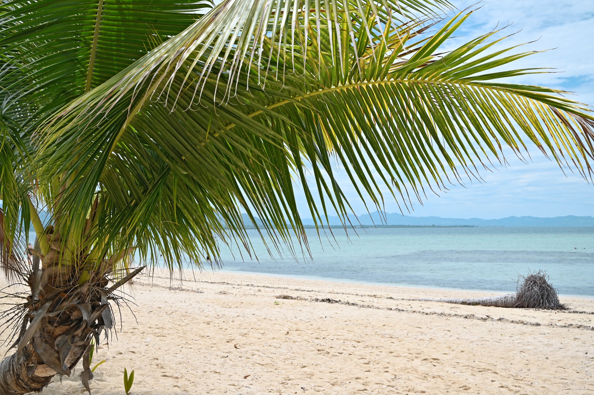 Palmenstrand am Anleger