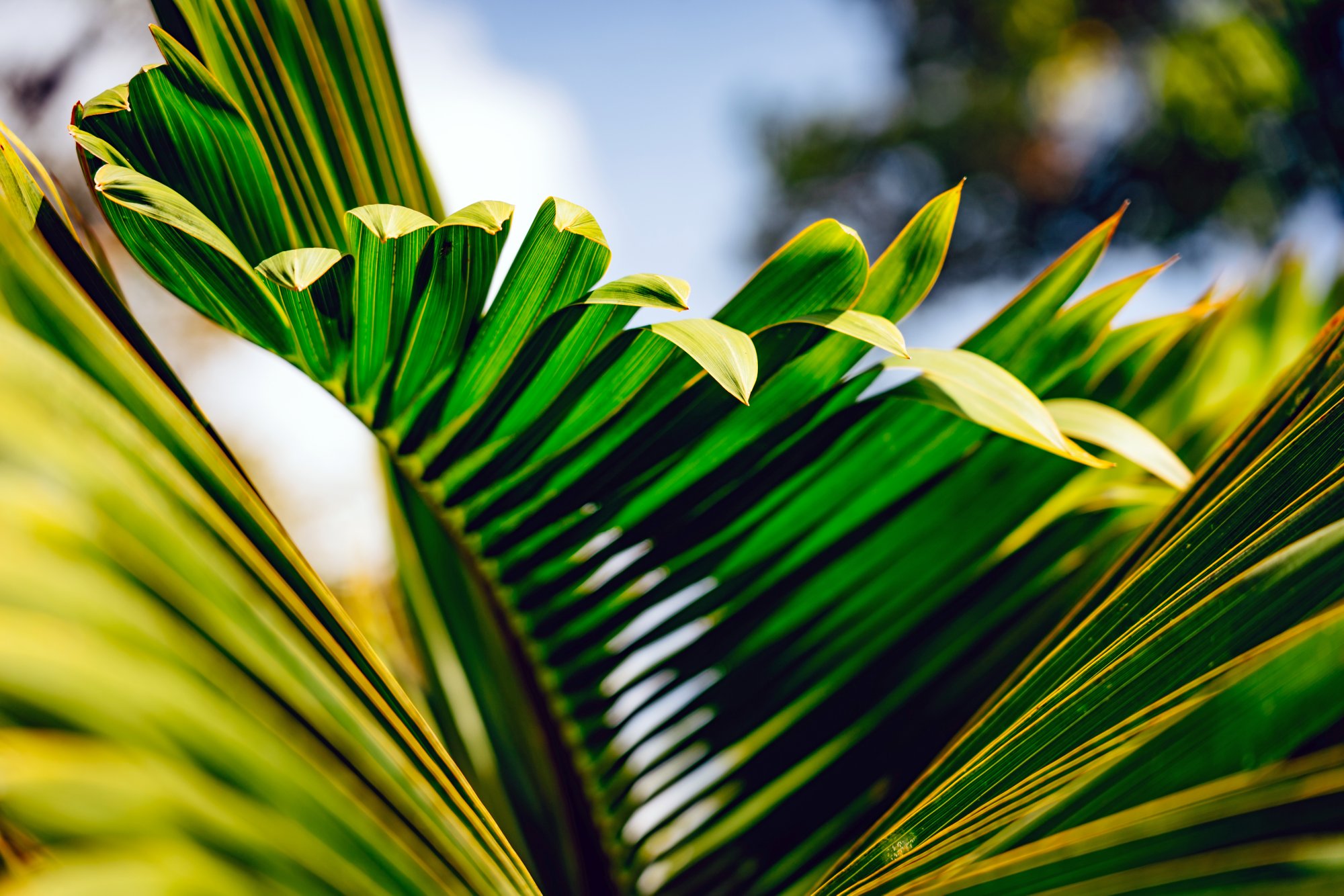 Botanische Gärten