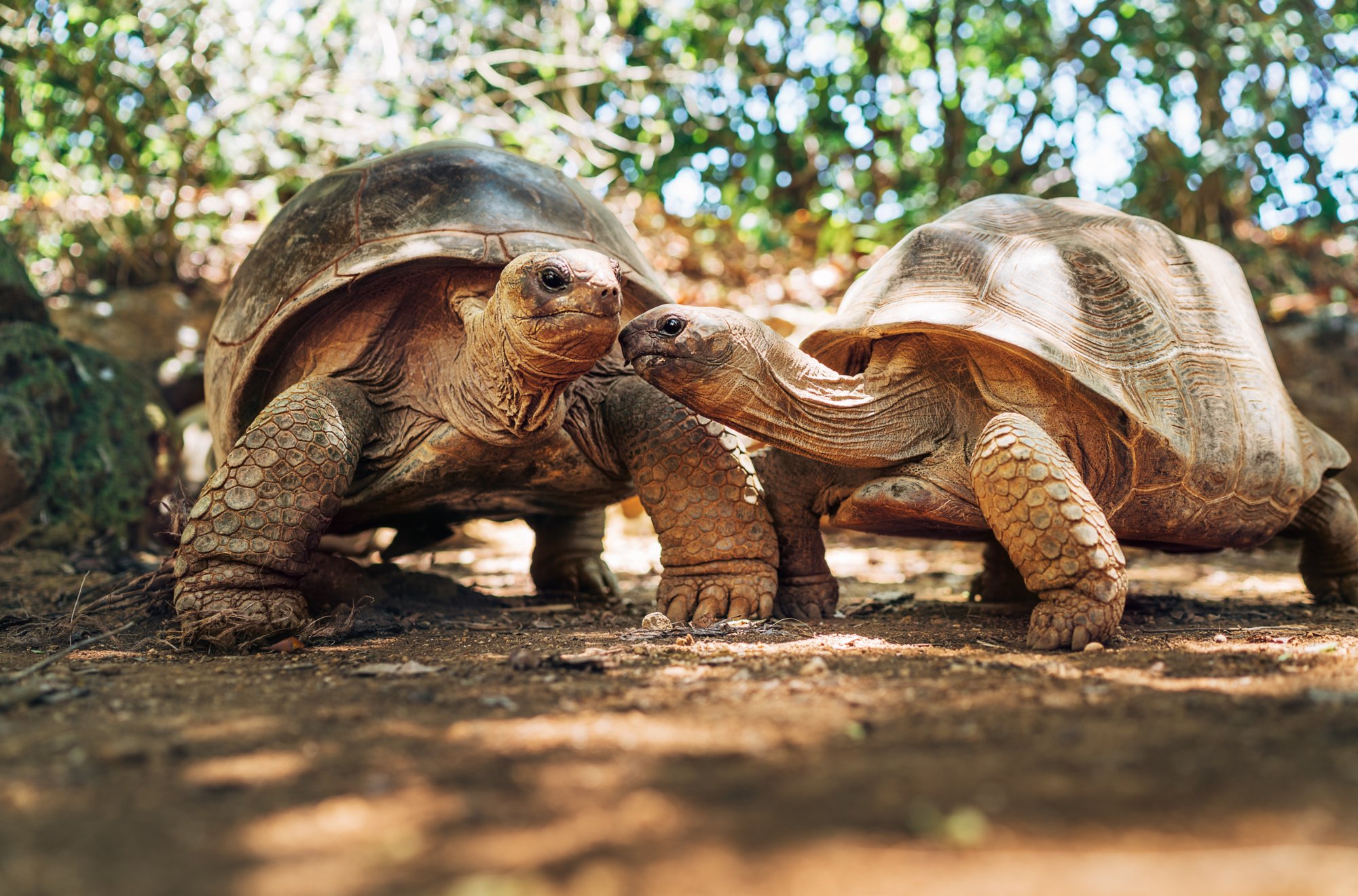 Schildkröten auf Mauritius