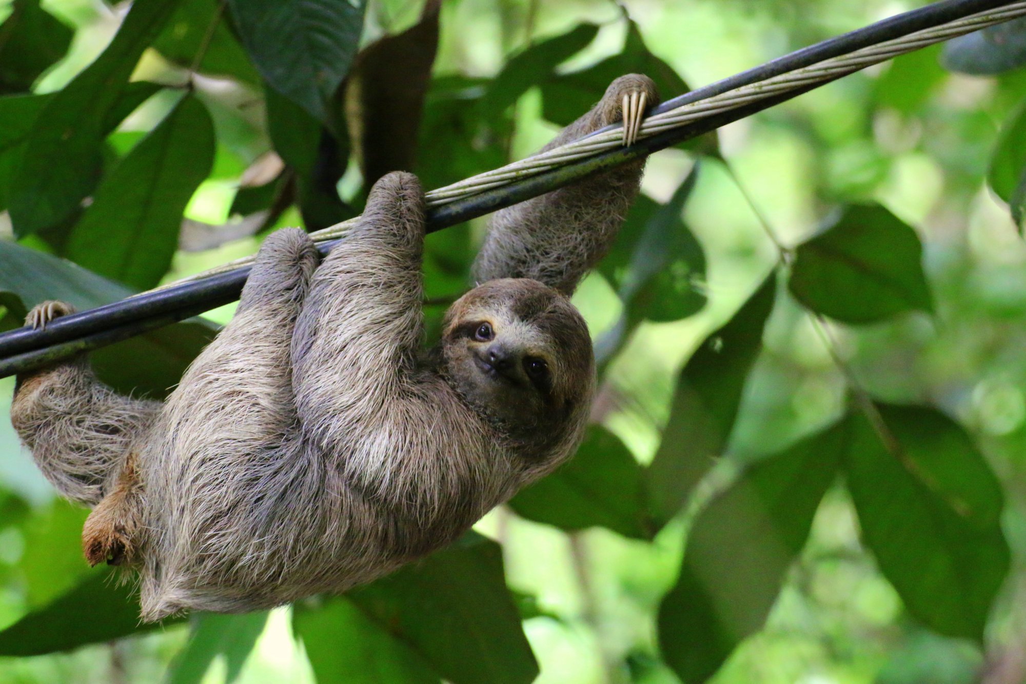 Cahuita Nationalpark