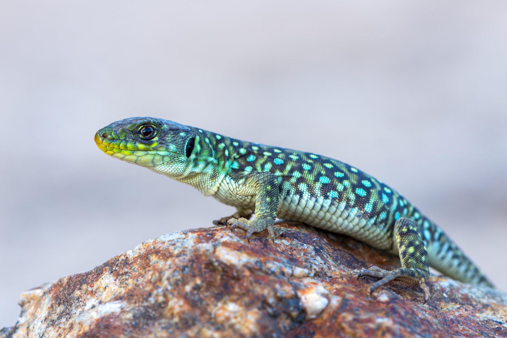 The ocellated lizard - Timon lepidus