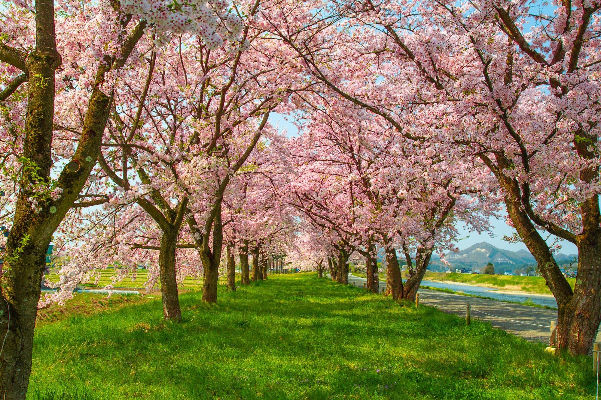 By the Hinokinai river Kakunodate City Akita Prefecture Japan The cherry blossoms that stand along the beautiful pink cherry blossoms and the bright green grass are perfect for the Hanami holiday.; Shutterstock ID 1622736022; purchase_order: BB23-28333 at; job: ; client: AIDA Cruises; other: 