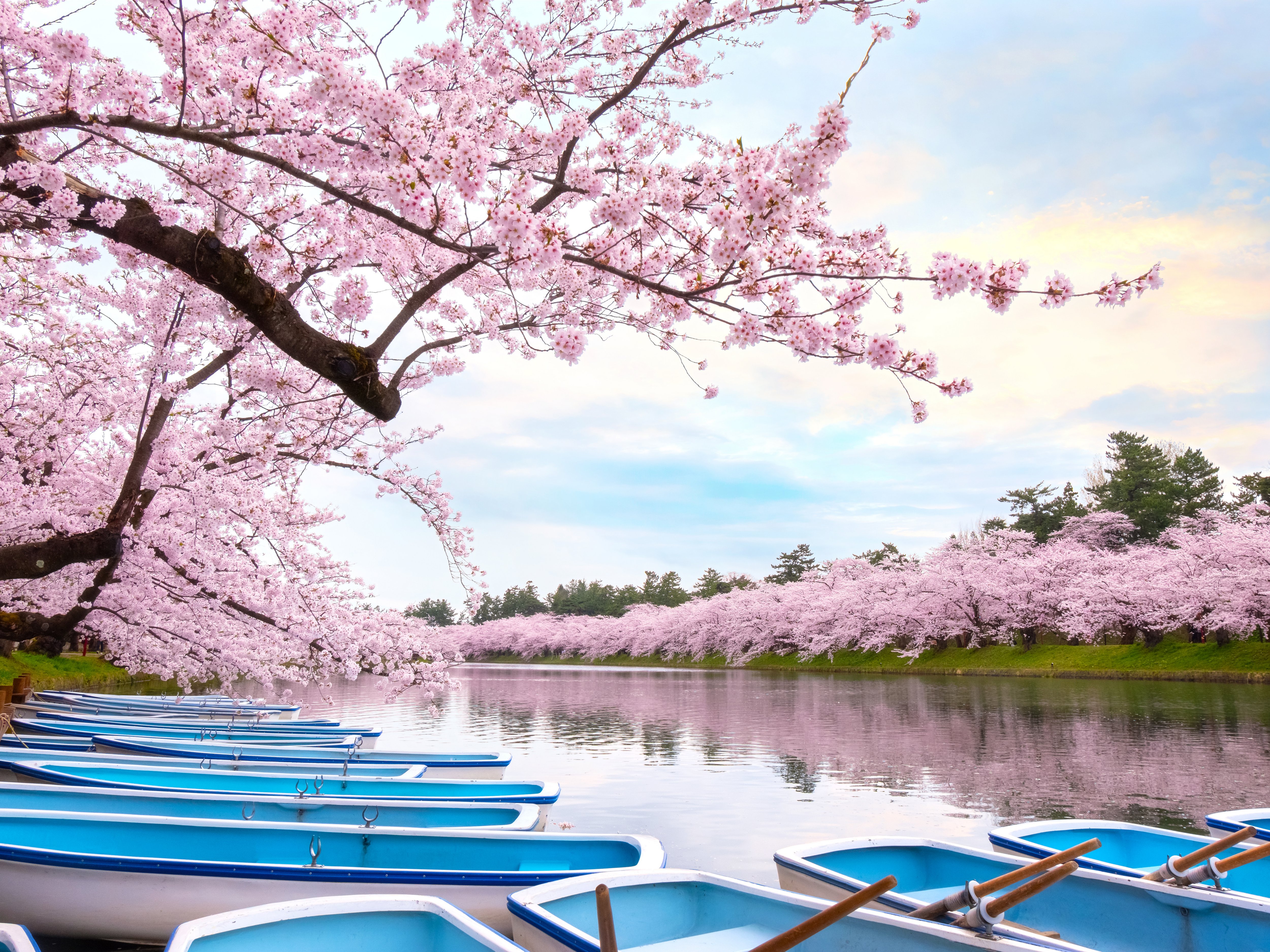 Full bloom Sakura - Cherry Blossom  at Hirosaki park, Japan; Shutterstock ID 1284326299; purchase_order: BB23-28333 at; job: ; client: AIDA Cruises; other: 