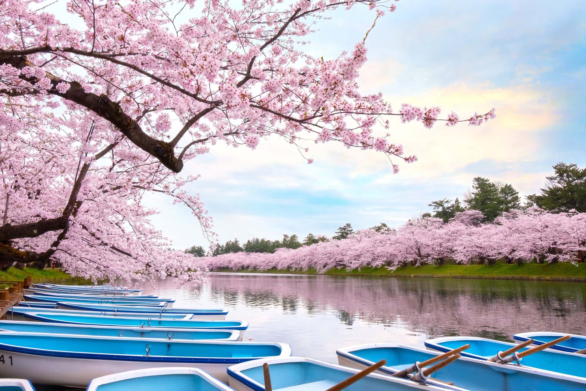 Full bloom Sakura - Cherry Blossom  at Hirosaki park, Japan; Shutterstock ID 1284326299; purchase_order: BB23-28333 at; job: ; client: AIDA Cruises; other: 