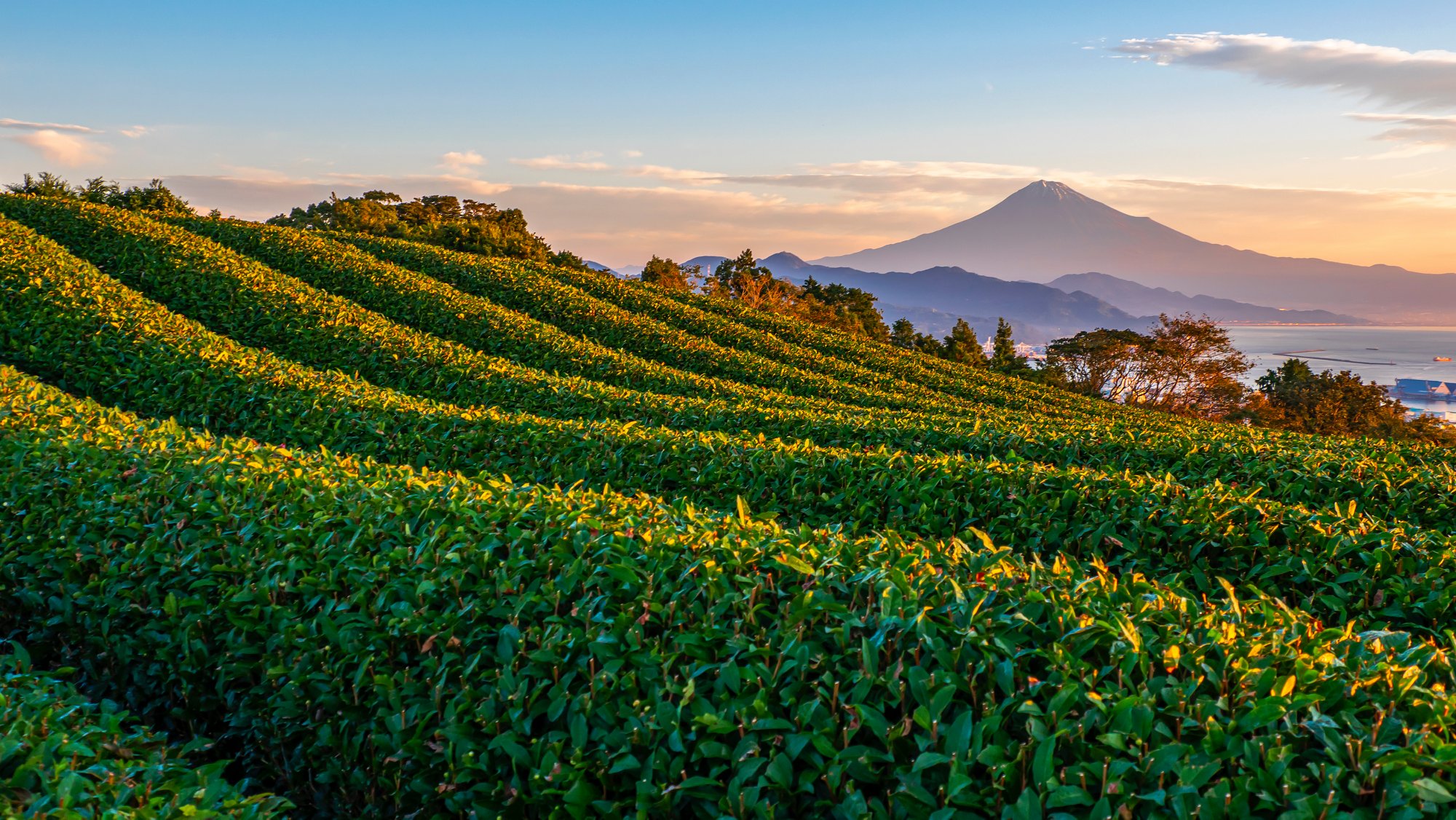 Sunrise over Mt. Fuji / Fuji Mountain and fresh green tea field at Nihondaira, Shizuoka, Japan; Shutterstock ID 1606193497; purchase_order: BB23-28333 at; job: ; client: AIDA Cruises; other: 