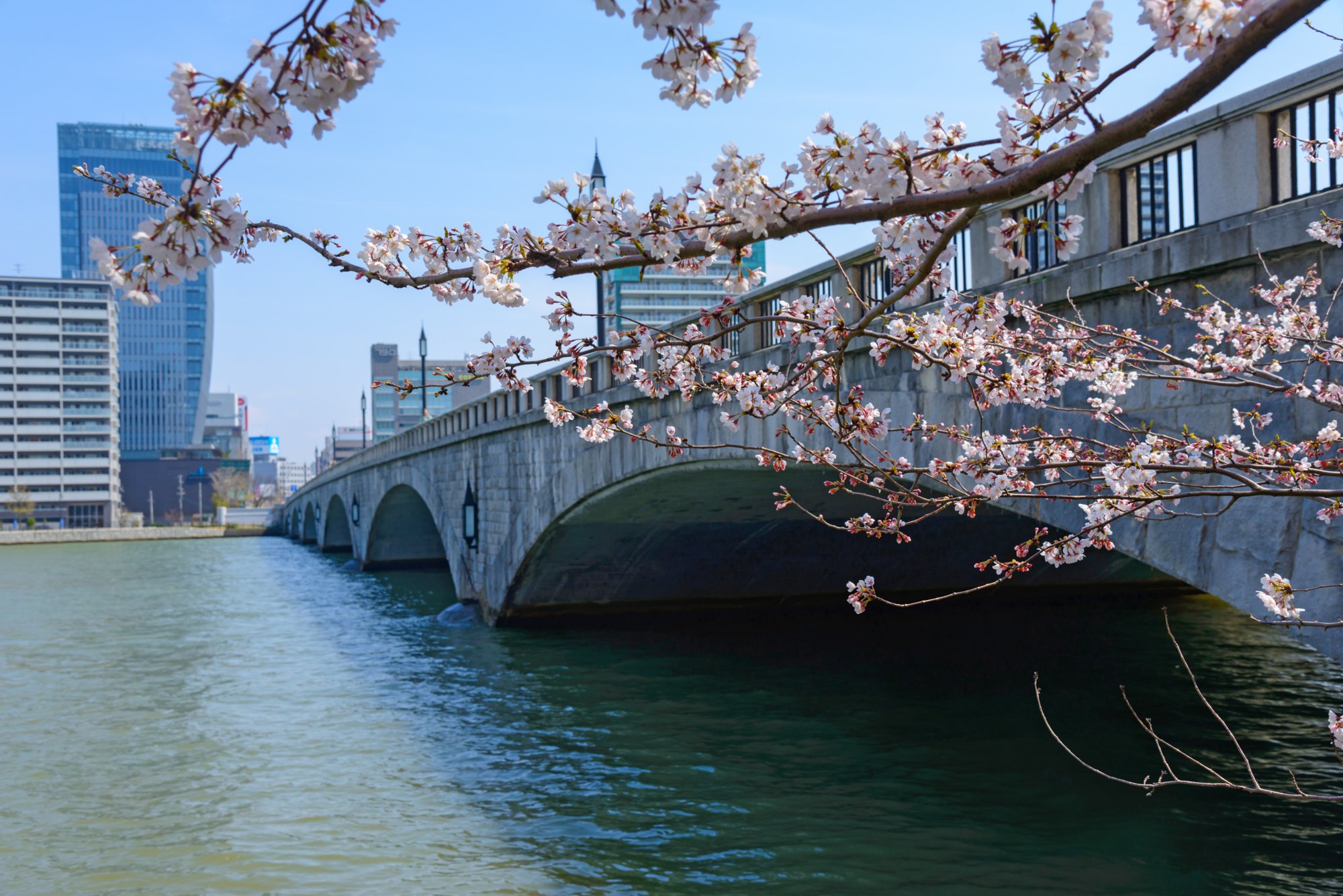 Bandai bridge and Cherry blossoms in Niigata, Japan; Shutterstock ID 254772913; purchase_order: BB23-28333 at; job: ; client: AIDA Cruises; other: 