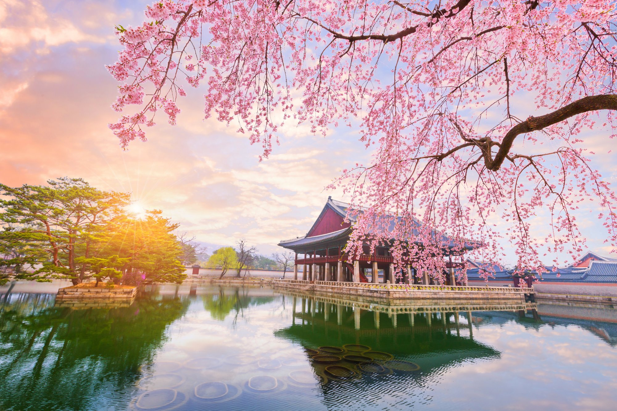 Kirschblüte in Japan - Die schönsten Orte & Aussichtspunkte