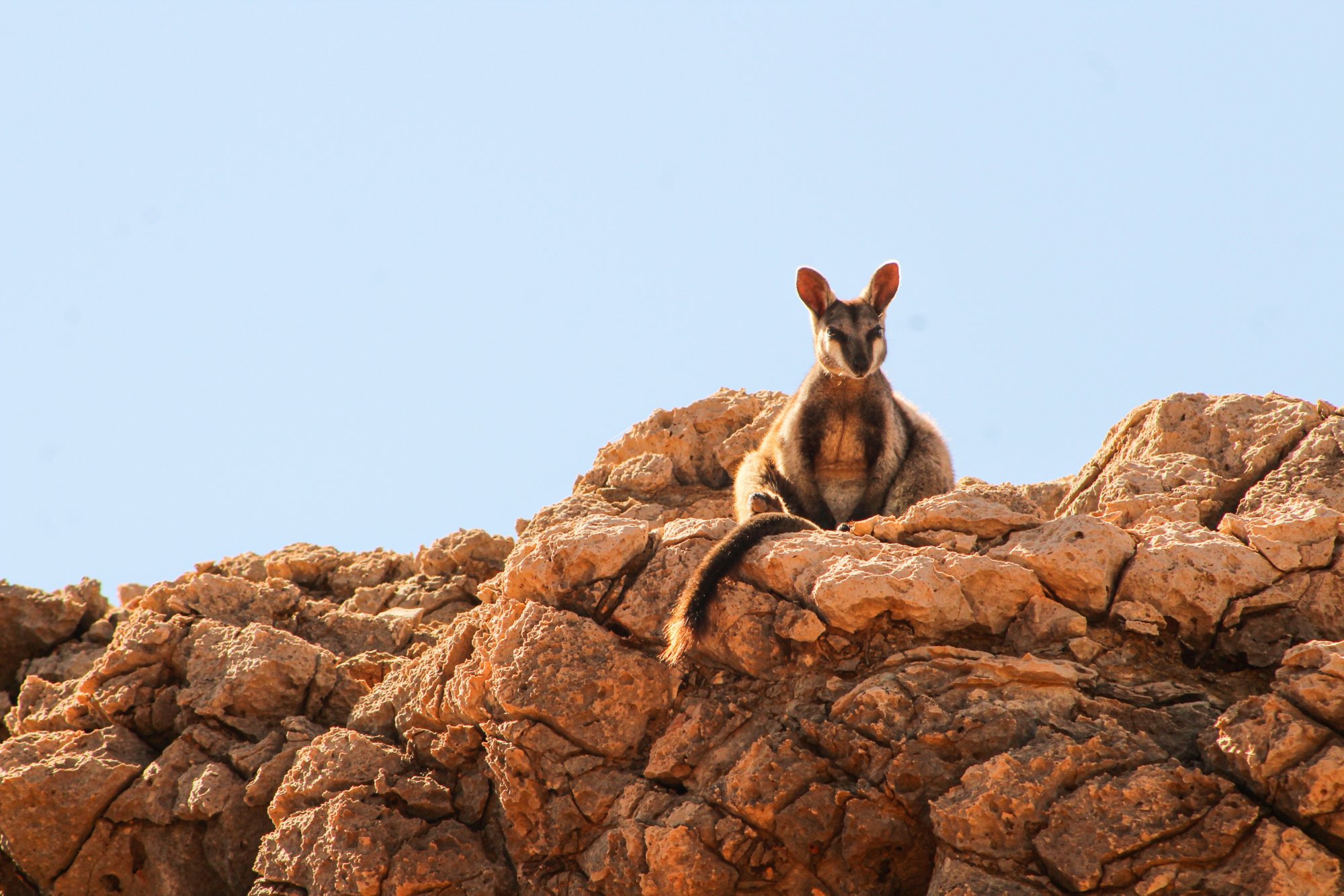 Känguru