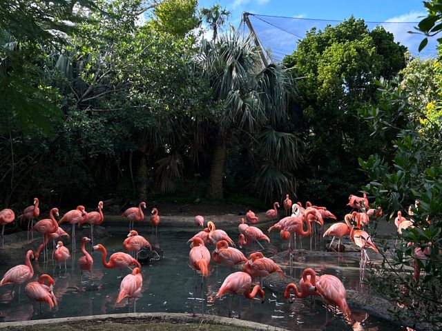 BMD03_Zoo_Flamingos_MA_WI_2024_quer.jpg