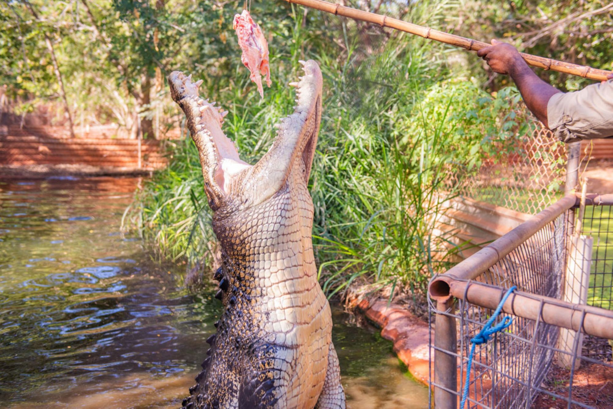 BME11_Crocodilefeeding_Bobwoodcruise_2026_quer_003.jpg