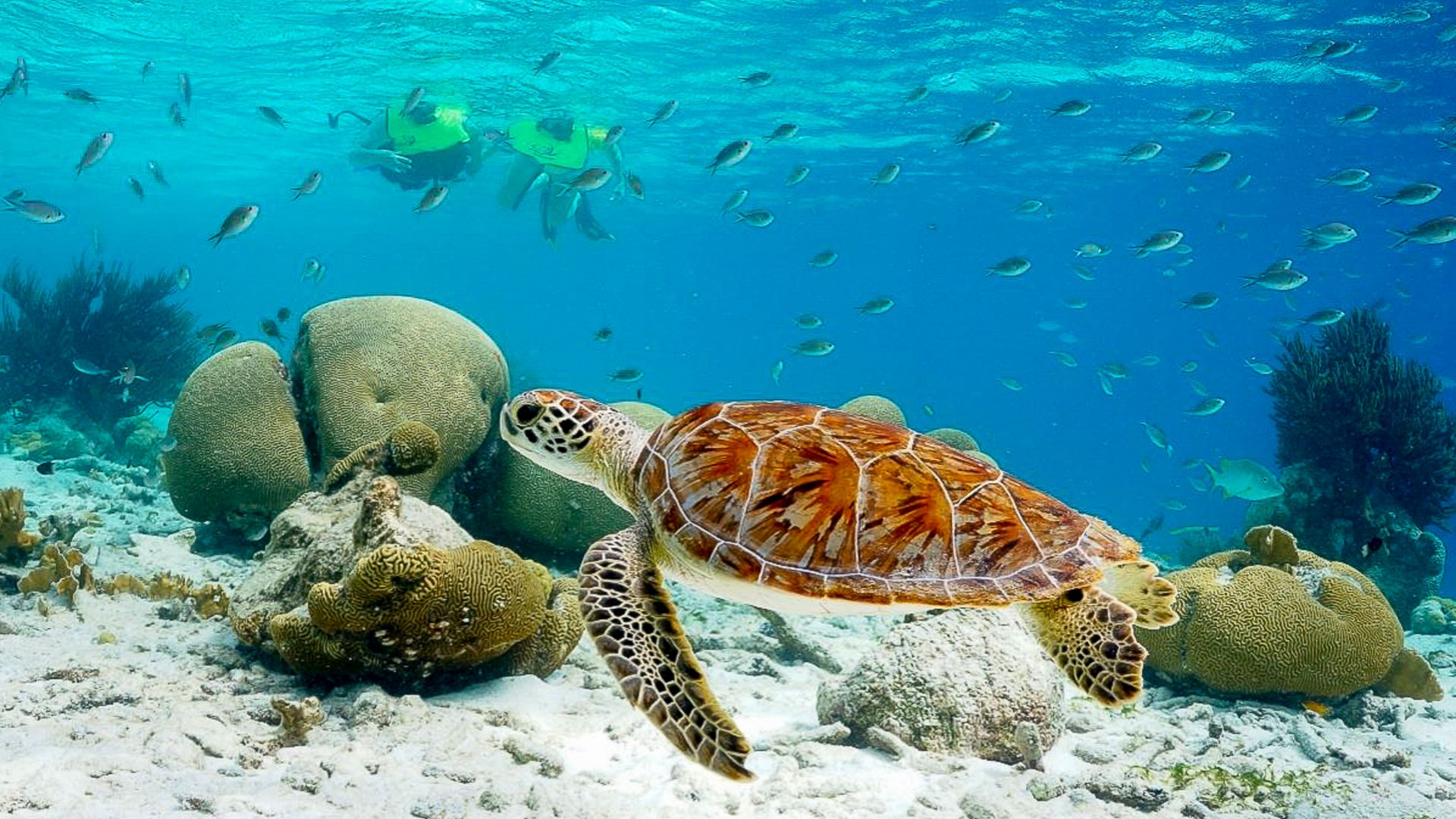 BON12_MarineParkBeachSnorkel_002.JPG